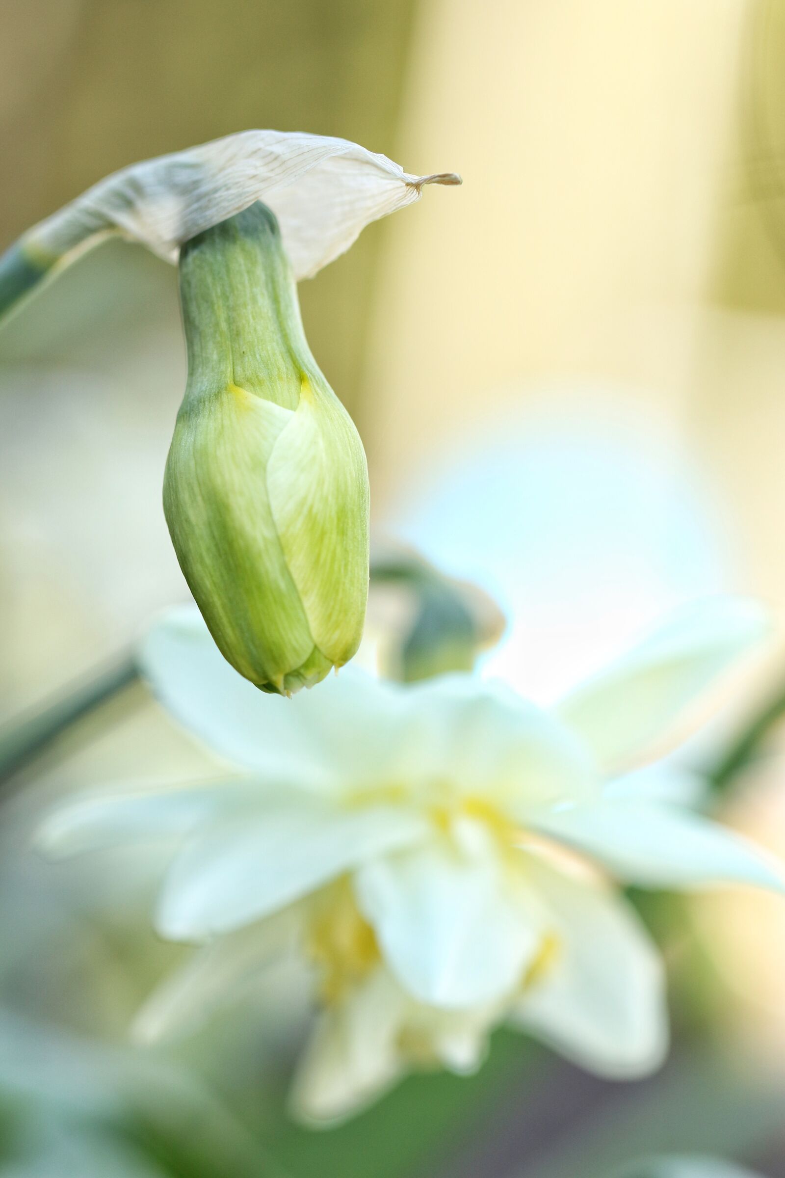 Canon EOS 7D Mark II sample photo. Flower, spring, nature photography