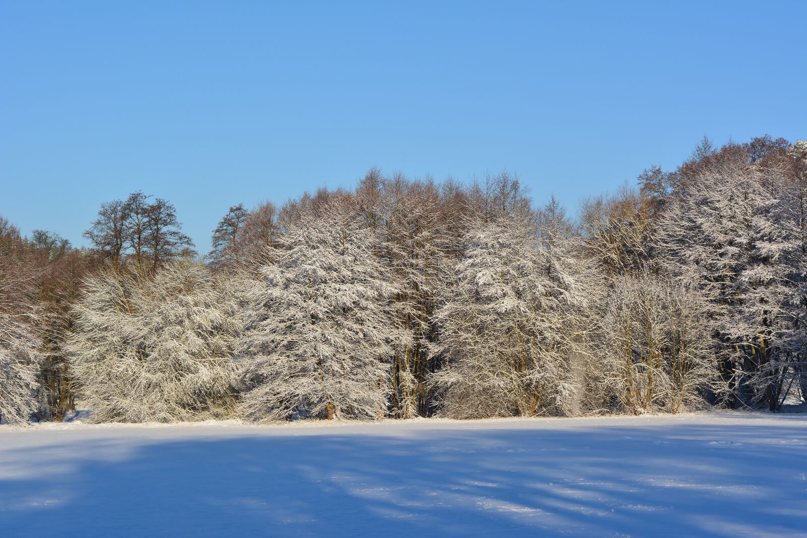 Nikon D5200 sample photo. Park, winter, snow photography