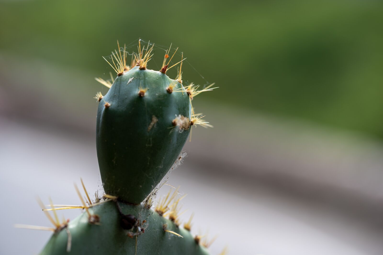 Nikon D750 sample photo. Cactus, plant, france photography
