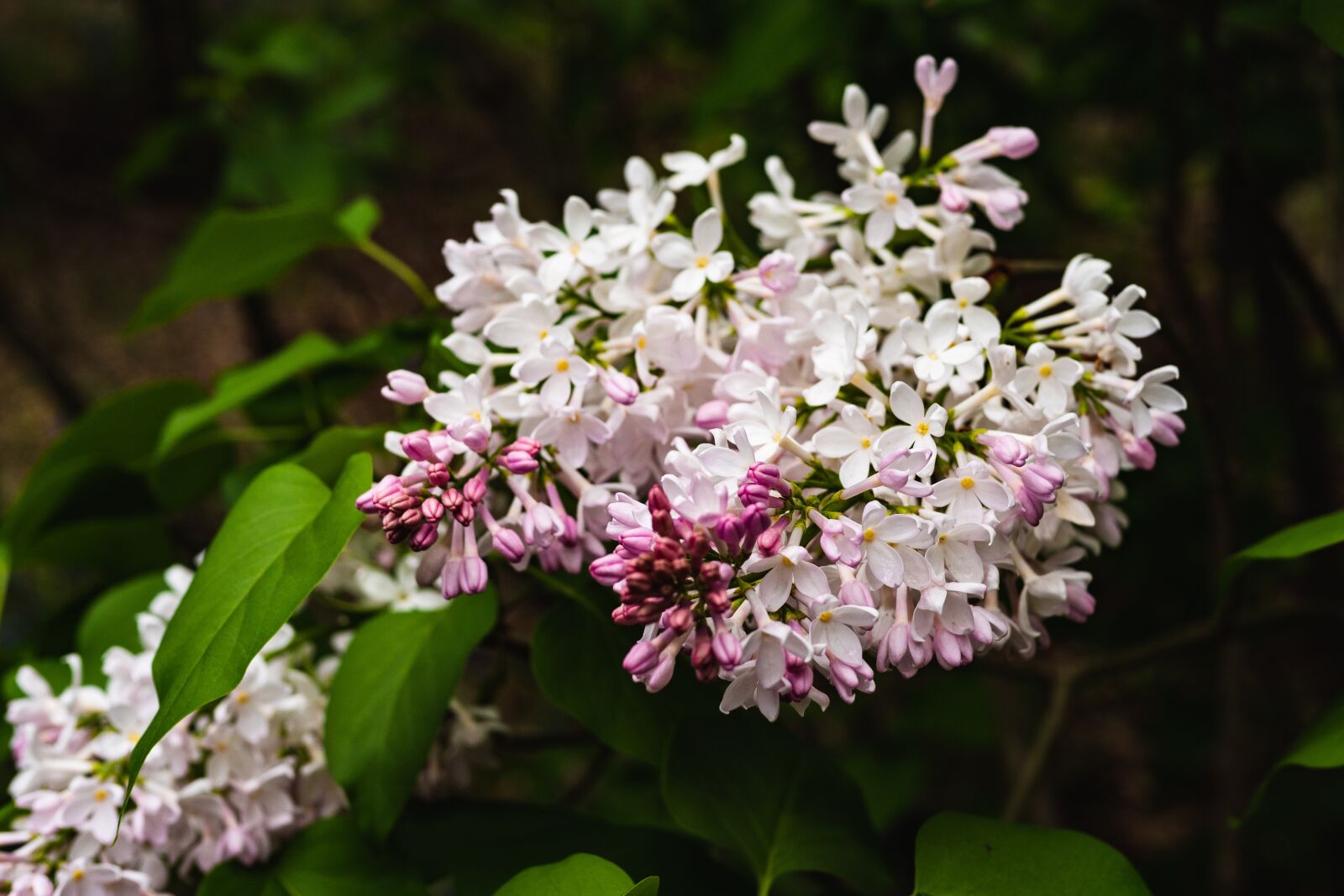 Panasonic Leica DG Summilux 25mm F1.4 II ASPH sample photo. Lilac, white, purple photography