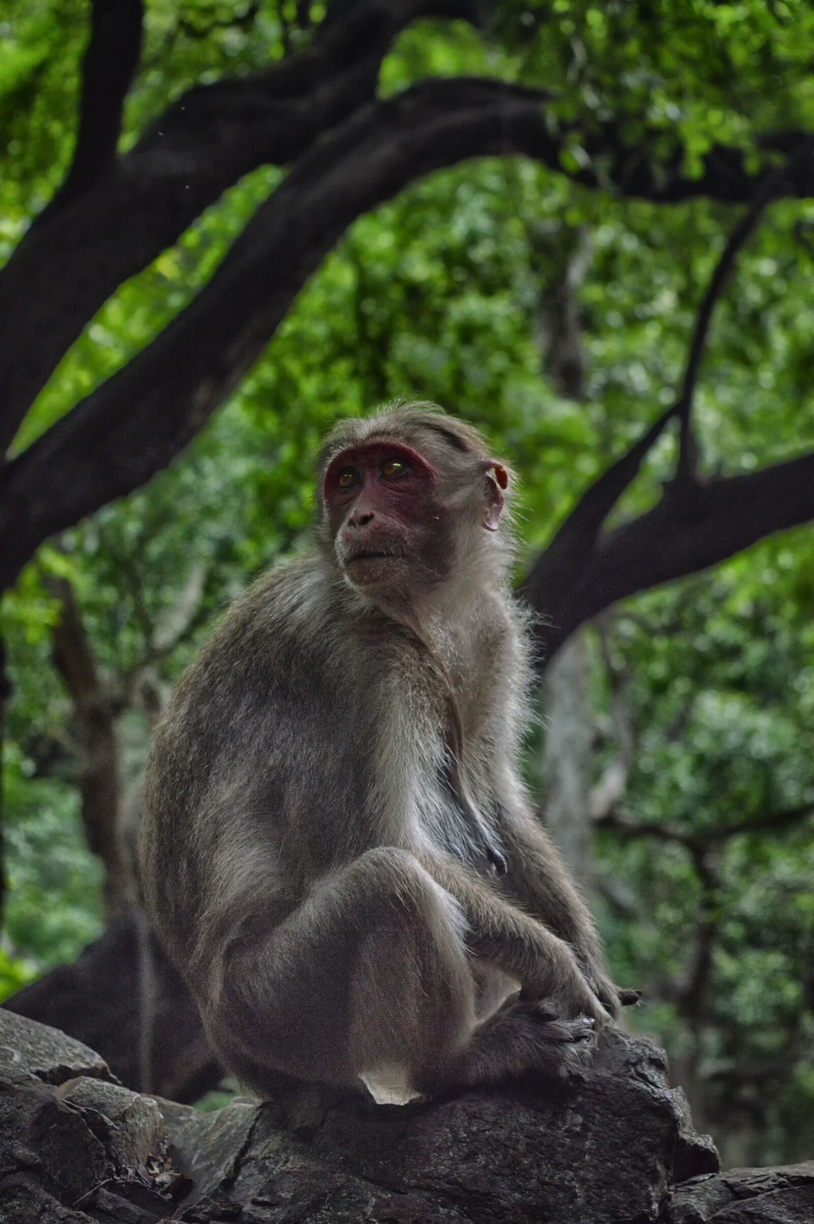 Nikon D3200 sample photo. Monkey, woods, green photography