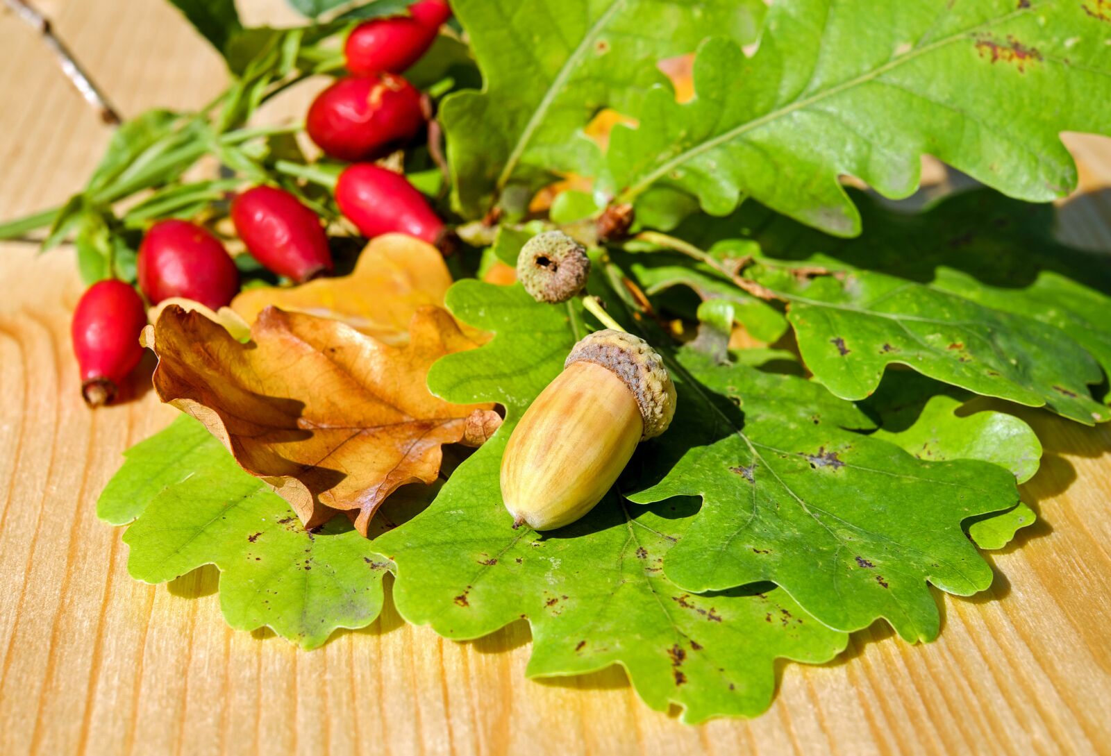 Fujifilm X-T10 + Fujifilm XF 35mm F1.4 R sample photo. Acorn, fruit, oak fruit photography