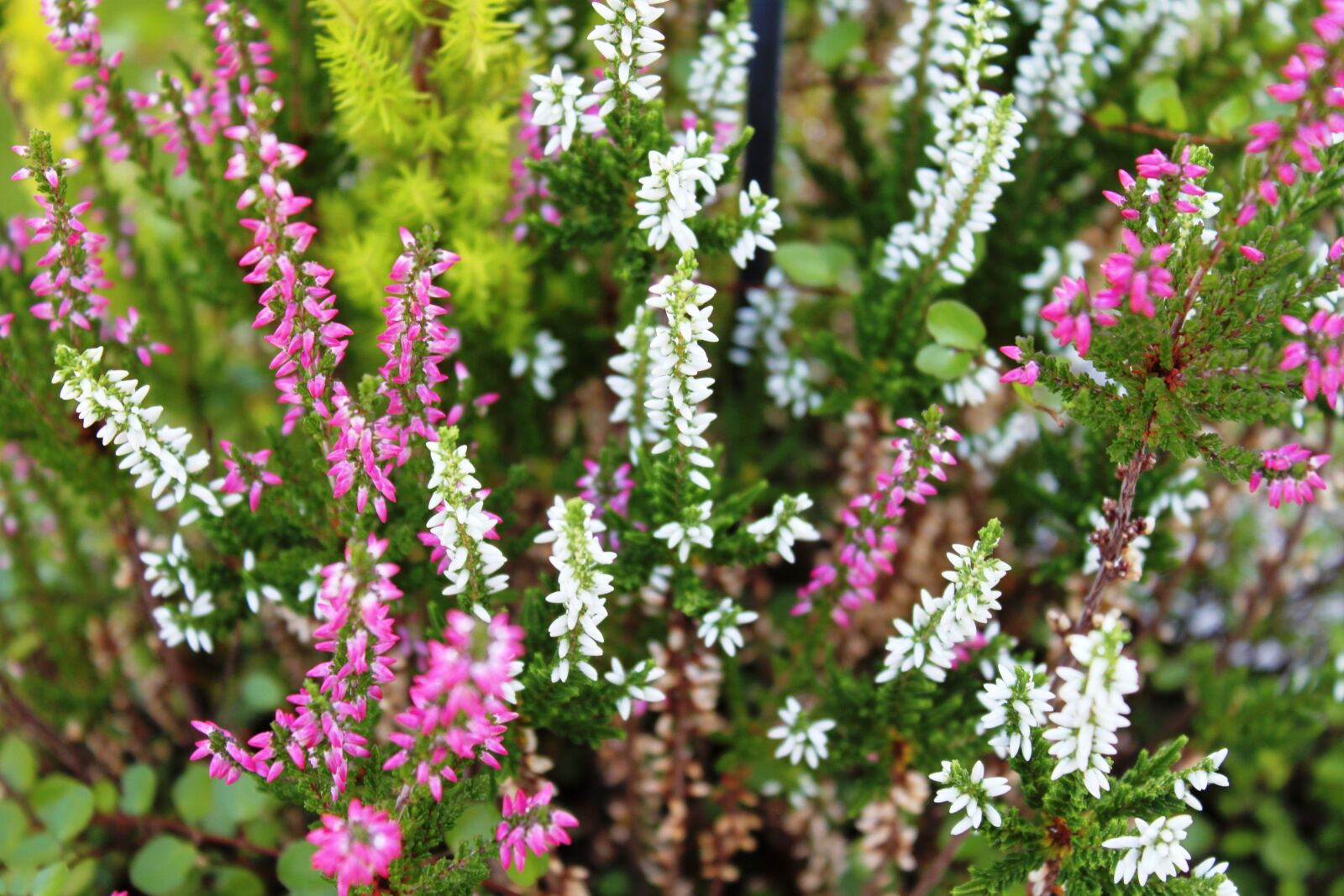 Canon EOS 500D (EOS Rebel T1i / EOS Kiss X3) sample photo. Autumn, plant, colorful photography