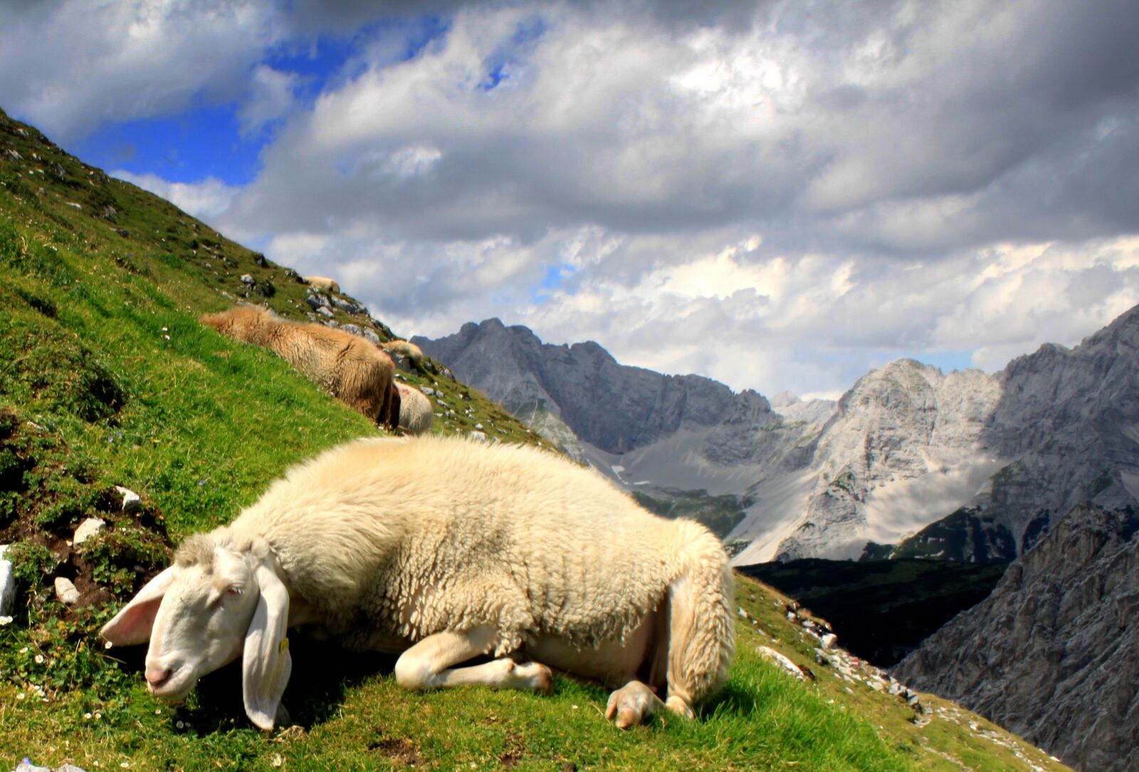 Canon EOS 500D (EOS Rebel T1i / EOS Kiss X3) sample photo. Mountain, sheep, nature photography
