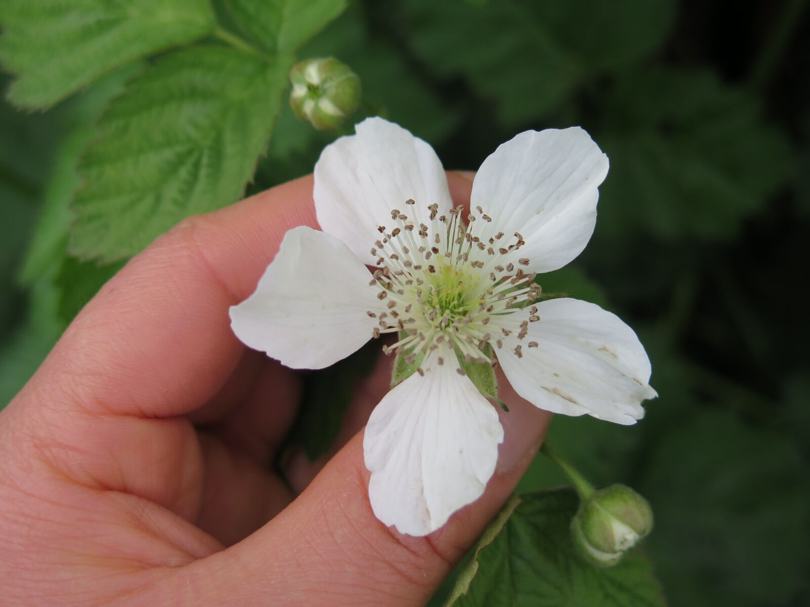 Canon PowerShot G16 sample photo. Nature, flora, flower photography