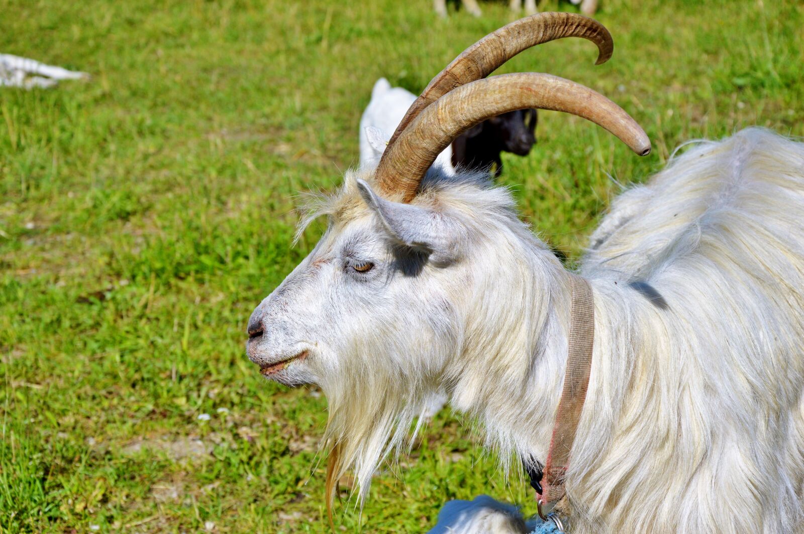 Nikon D3200 sample photo. Billy goat, goat, bock photography