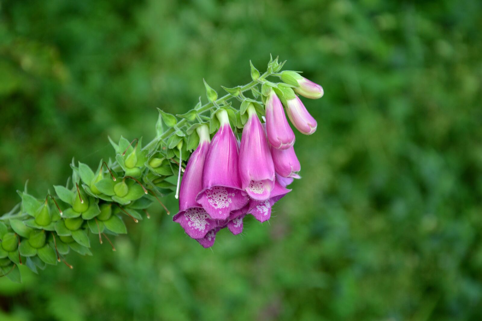 Nikon D3200 sample photo. Digitalis flowers, foxglove flowers photography