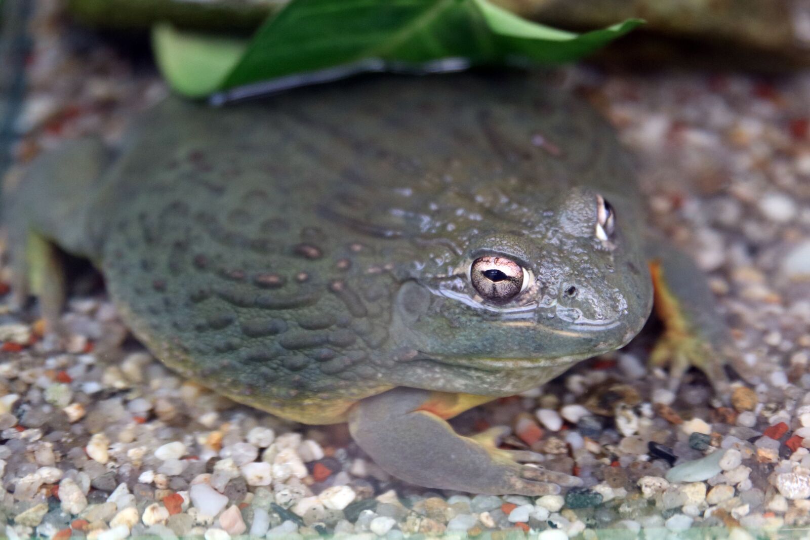 Canon EOS 750D (EOS Rebel T6i / EOS Kiss X8i) sample photo. Nature, amphibians, animal photography
