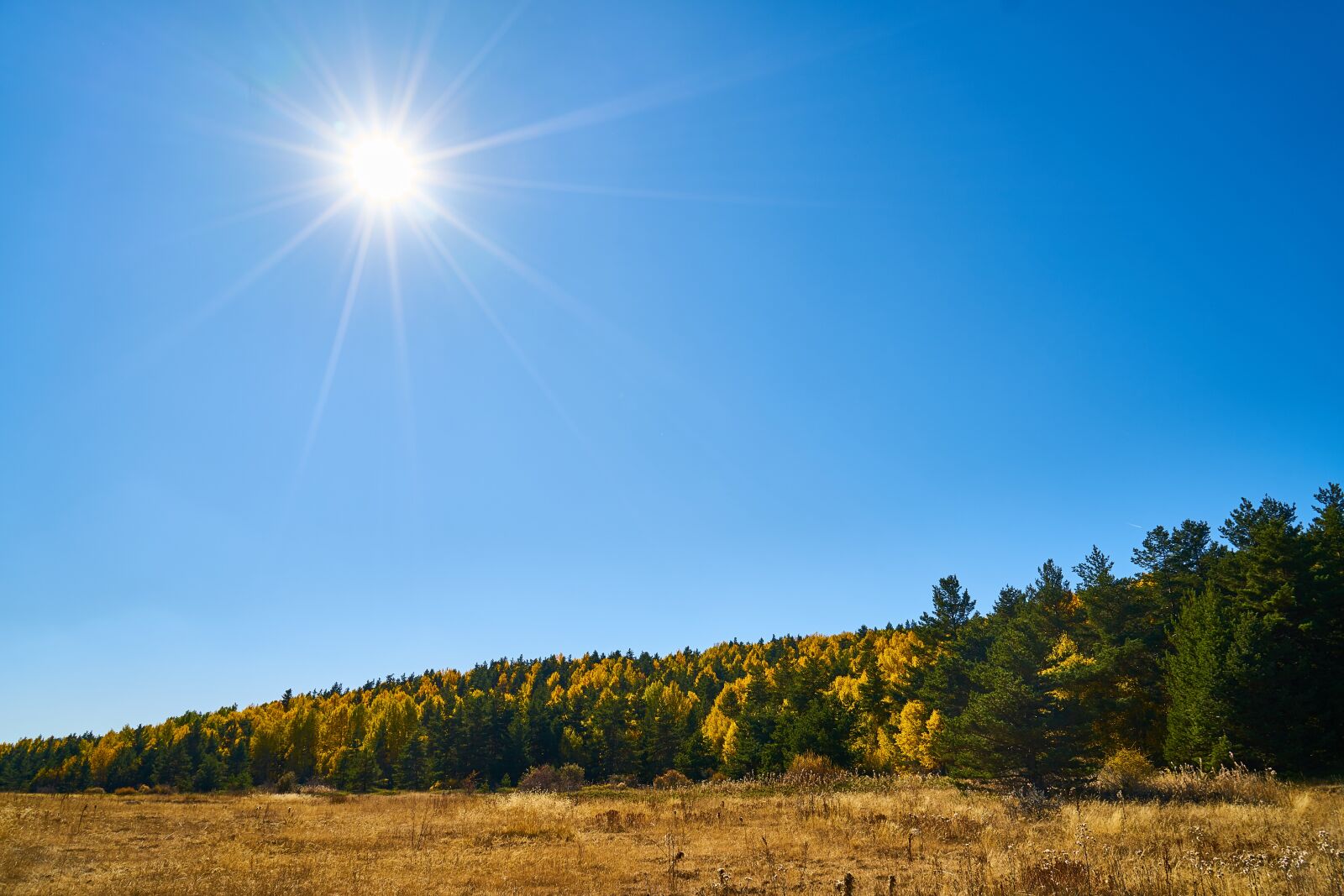 Sony a7R II sample photo. Autumn, forest, yellow photography