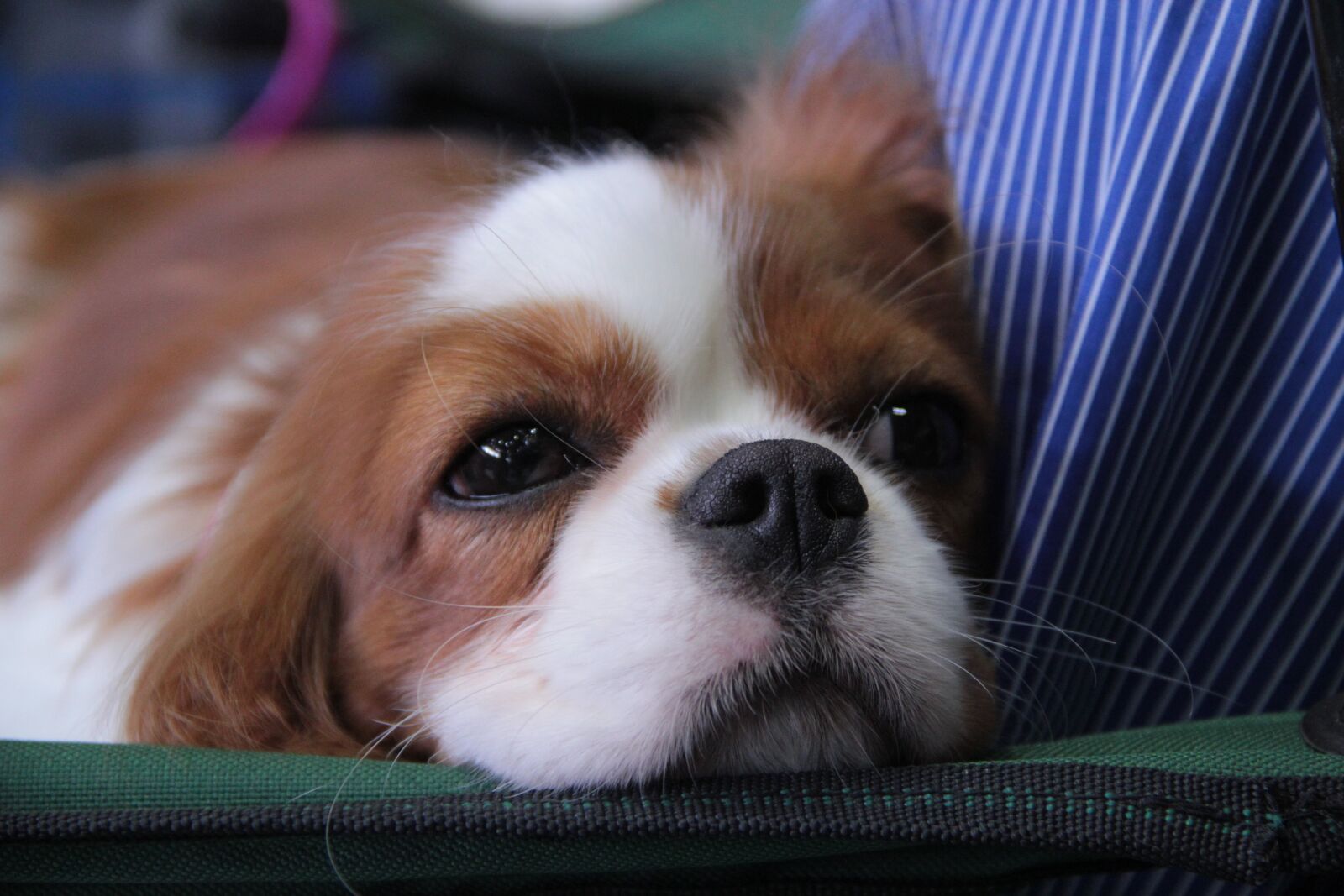 Canon EOS 550D (EOS Rebel T2i / EOS Kiss X4) sample photo. Dog, small, puppy photography