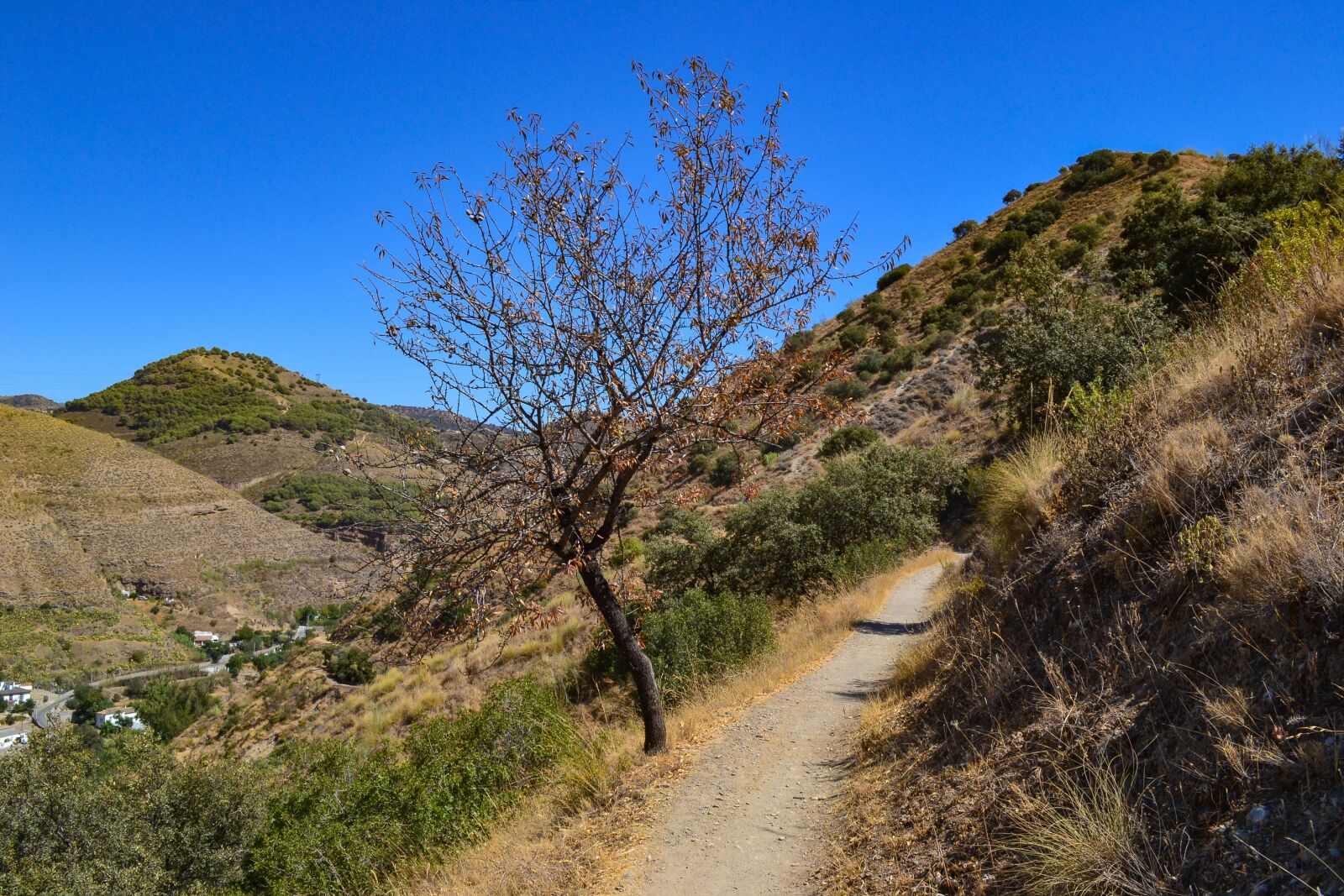 Nikon D3100 sample photo. Tree, path, mountains photography