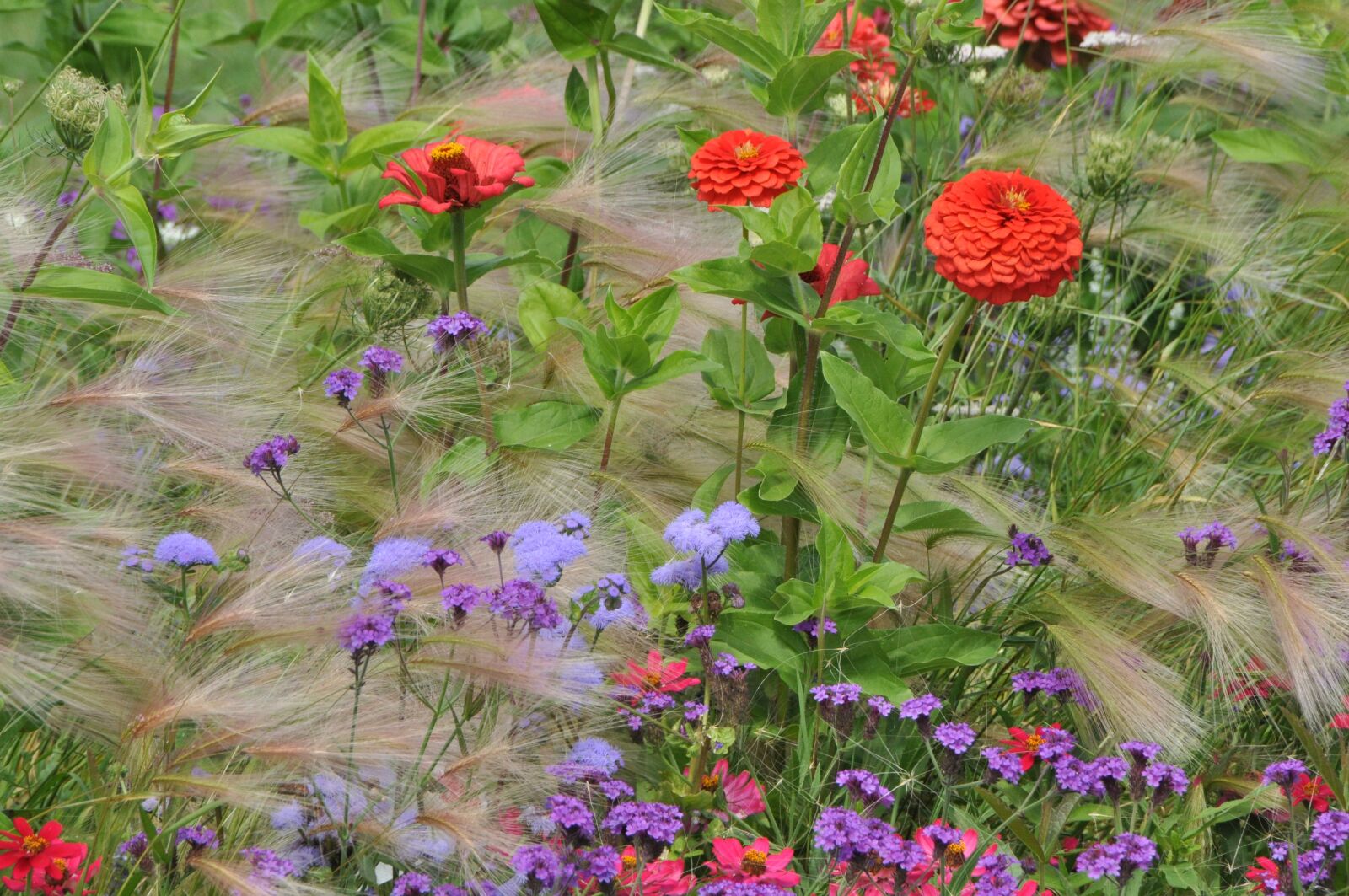Nikon D5000 sample photo. Bed, flowers, cottage garden photography