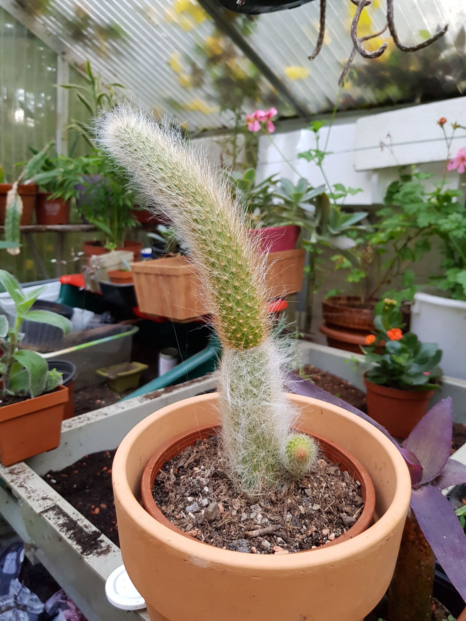 Samsung Galaxy S8 sample photo. Cactus, greenhouse, plant photography