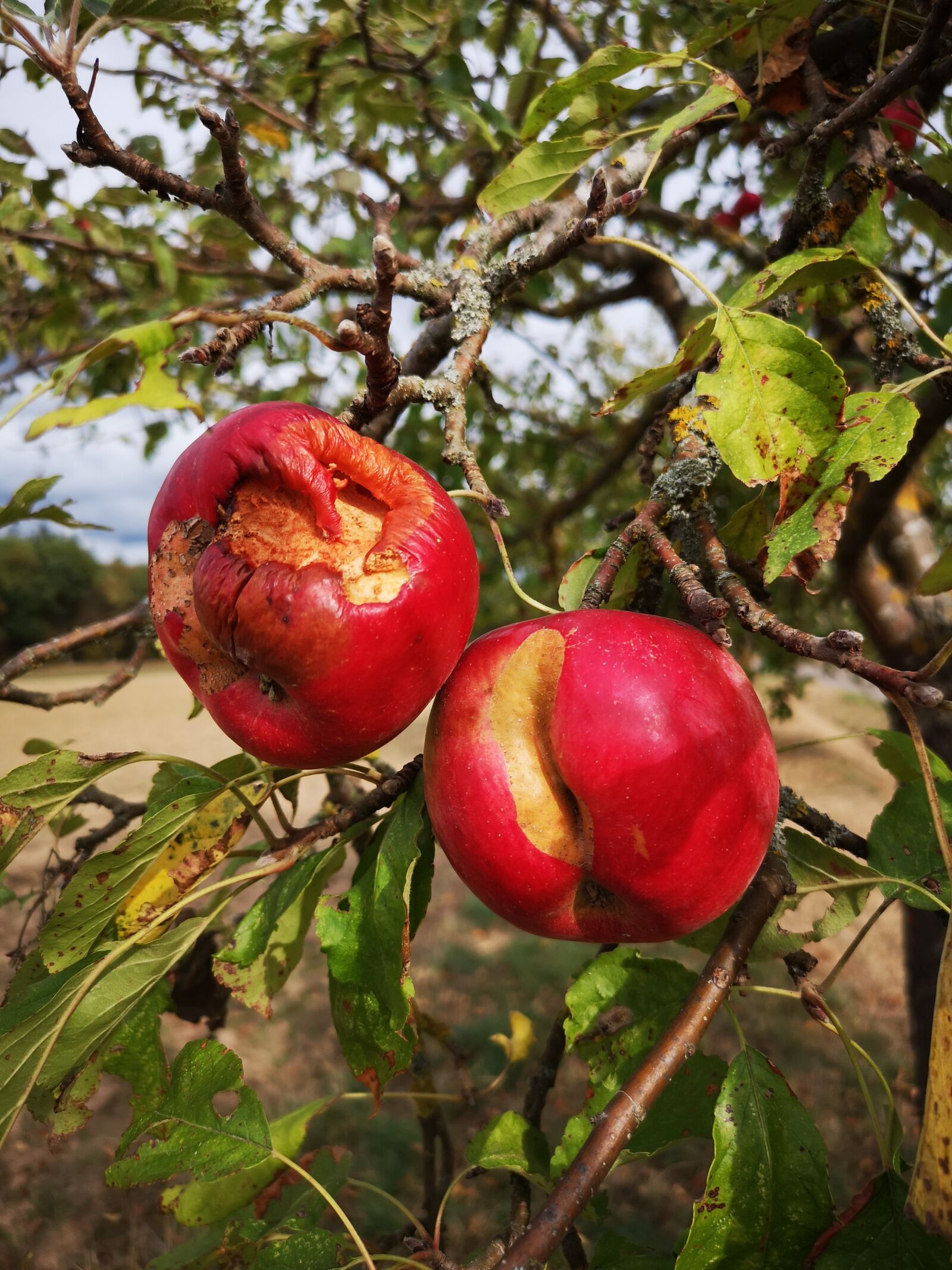 HUAWEI CLT-L29 sample photo. Apple, tree, harvest photography