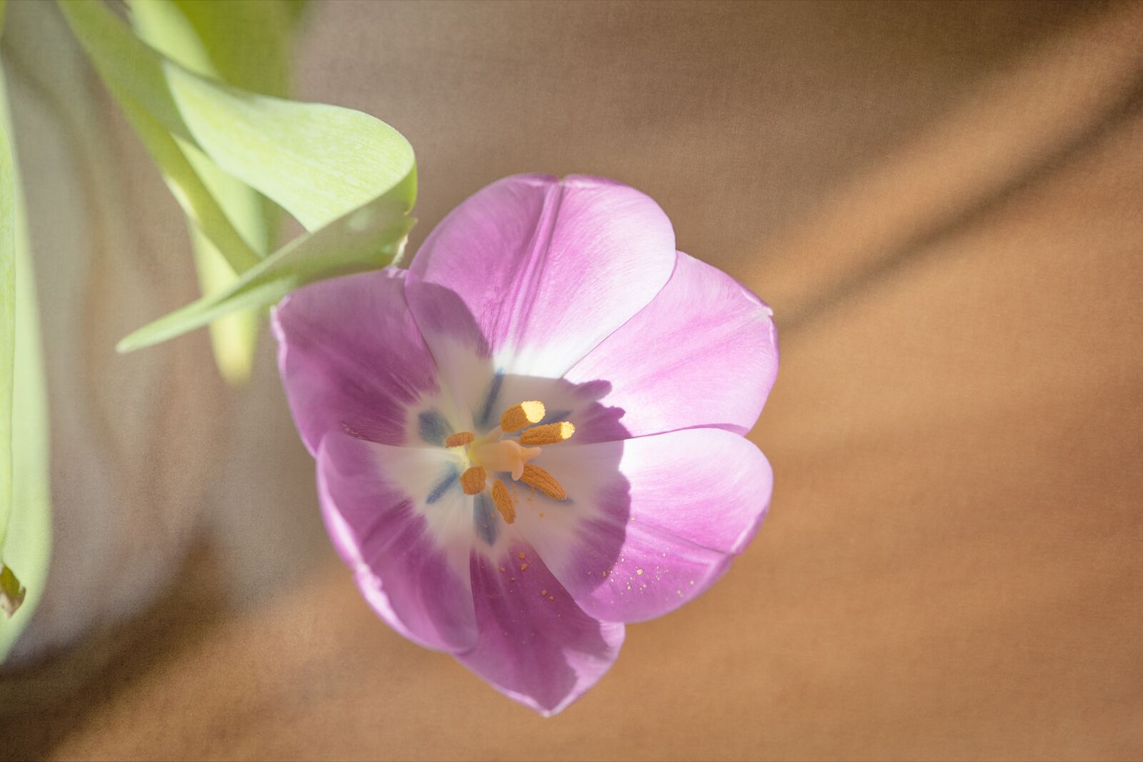 Nikon D750 sample photo. Flower, tulip, pink photography