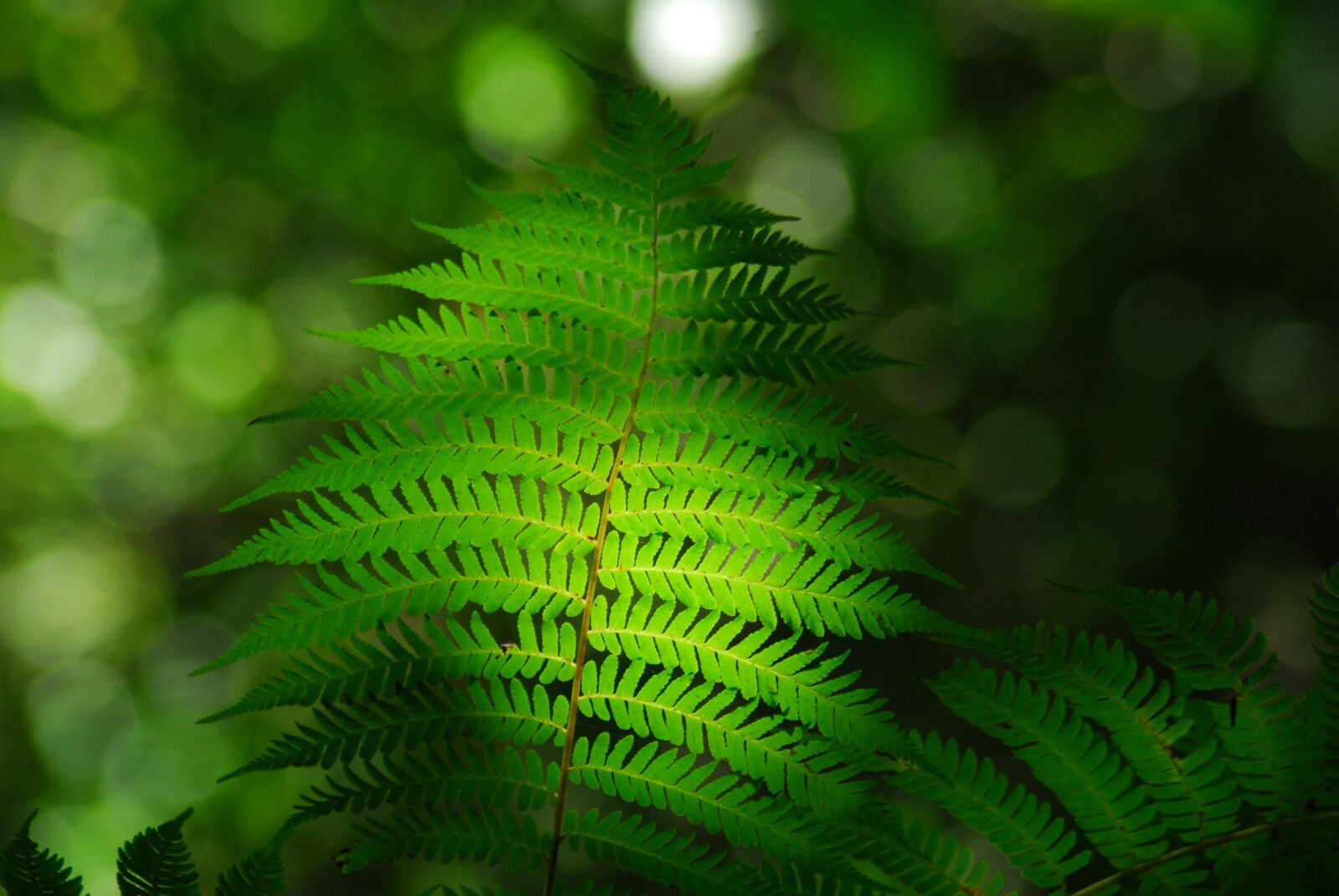 Nikon D200 sample photo. Leaf, green, plant photography