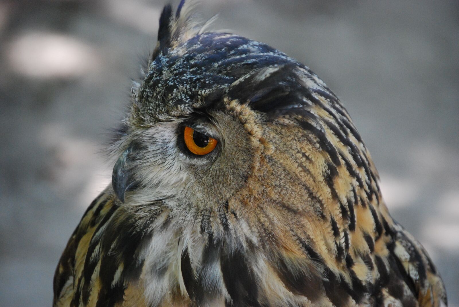Nikon D40X sample photo. Owl, ave, bird of photography