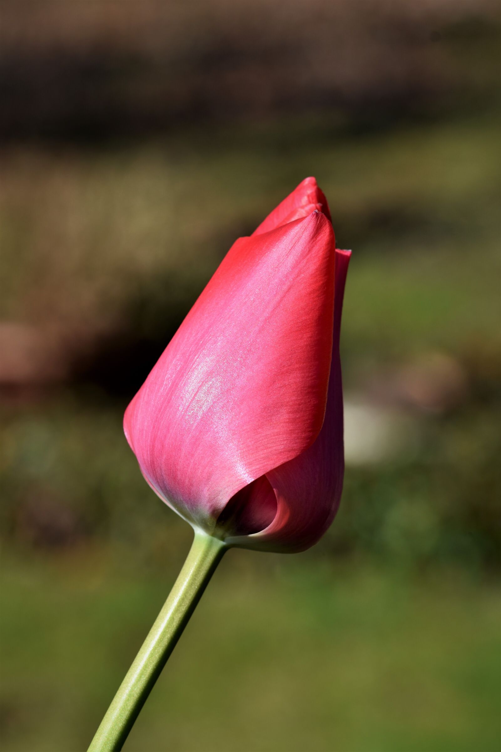 Nikon D7200 sample photo. Tulip, schnittblume, blossom photography