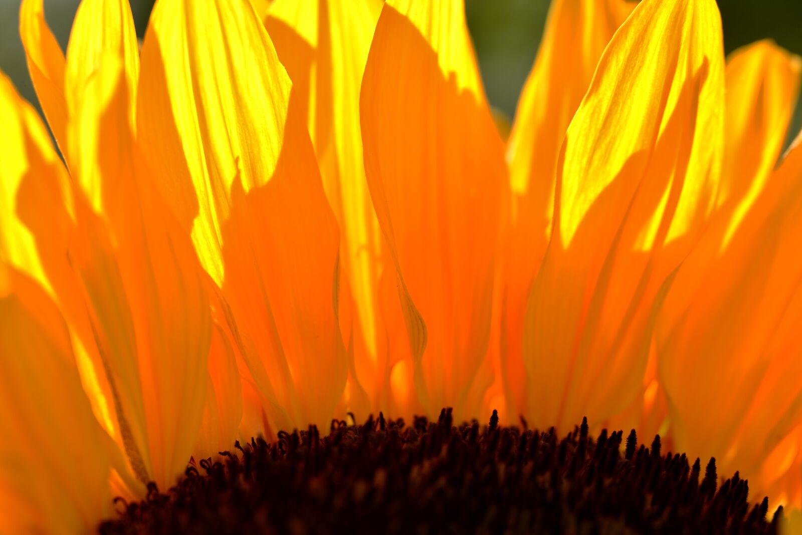 Nikon D600 sample photo. Petals, sunflower, flower photography