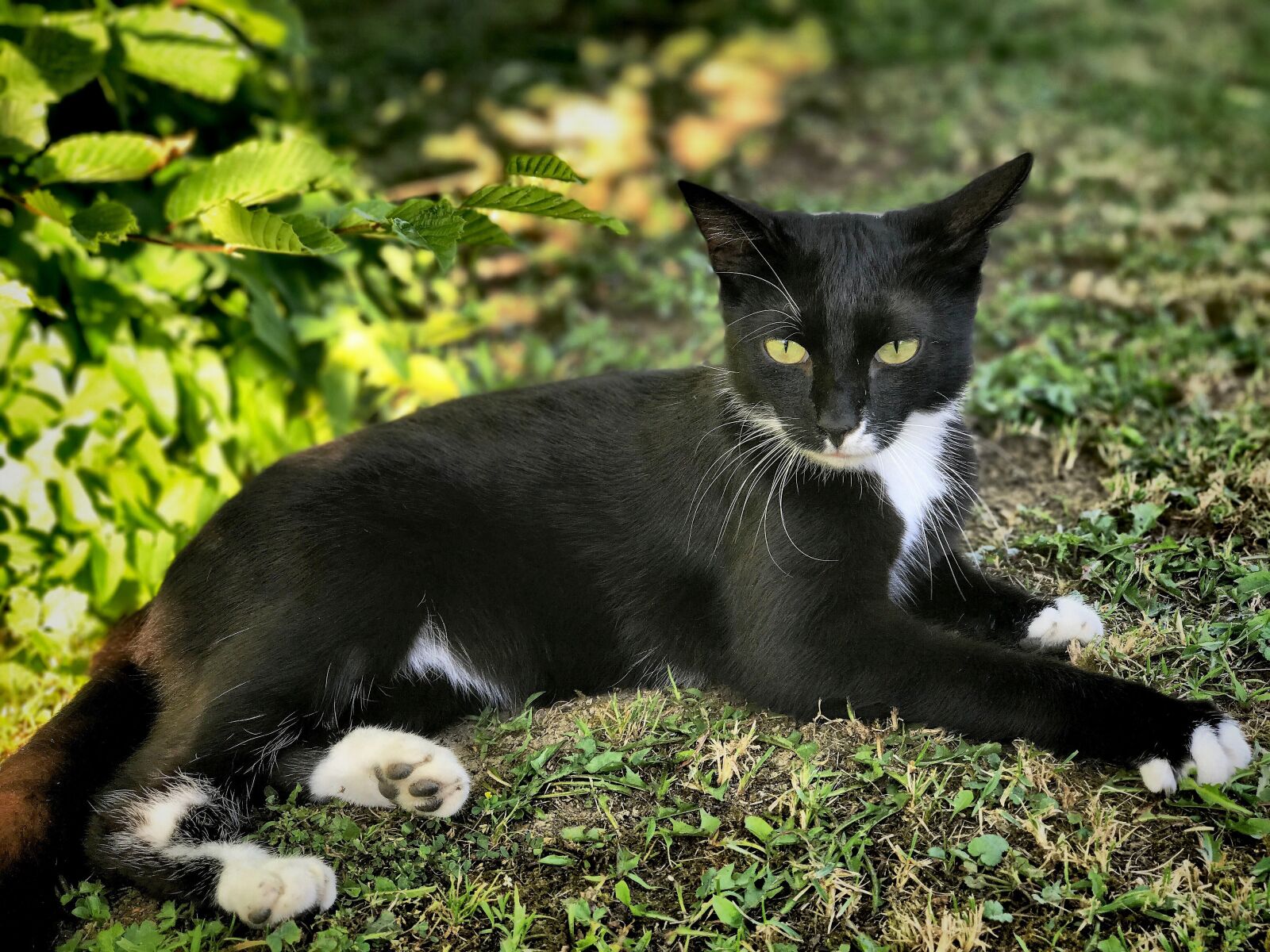 iPhone 7 Plus back dual camera 6.6mm f/2.8 sample photo. Cat, black, black cat photography