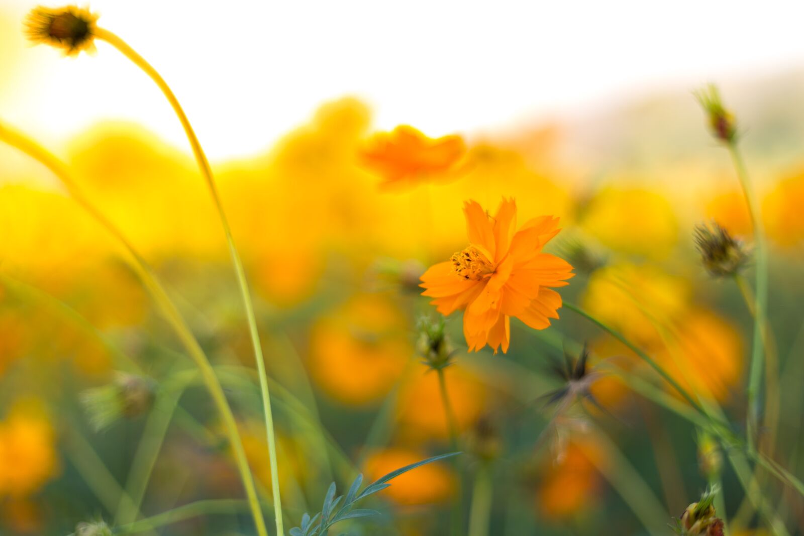 Canon EOS 6D + Canon EF 50mm F1.8 STM sample photo. Background, flowers, nature photography