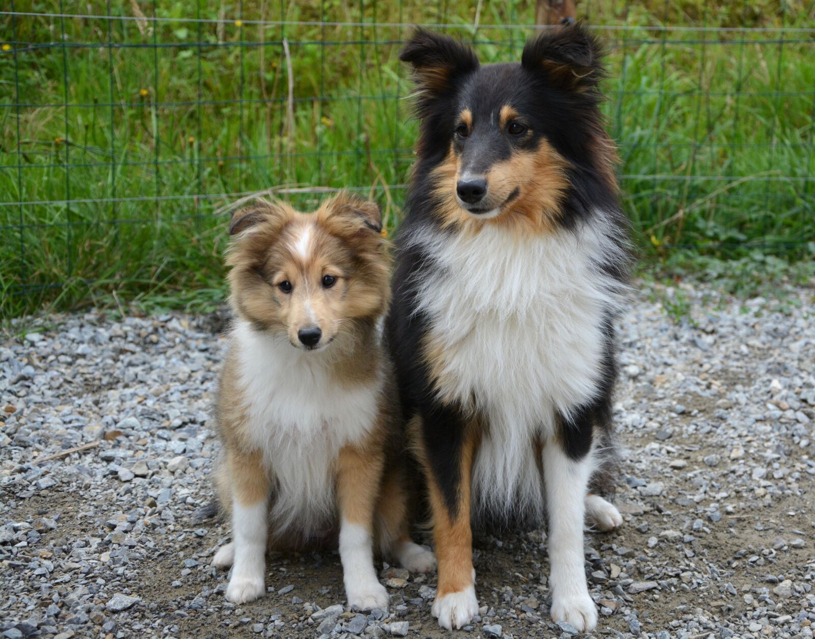 Nikon D5200 sample photo. Dog, dogs, puppy photography