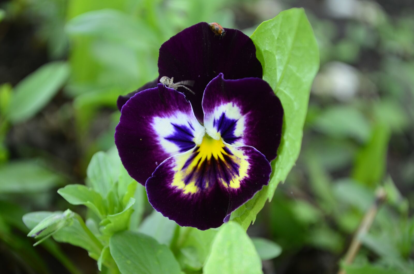 Nikon D5100 sample photo. Annie, flower, anythiny eyes photography