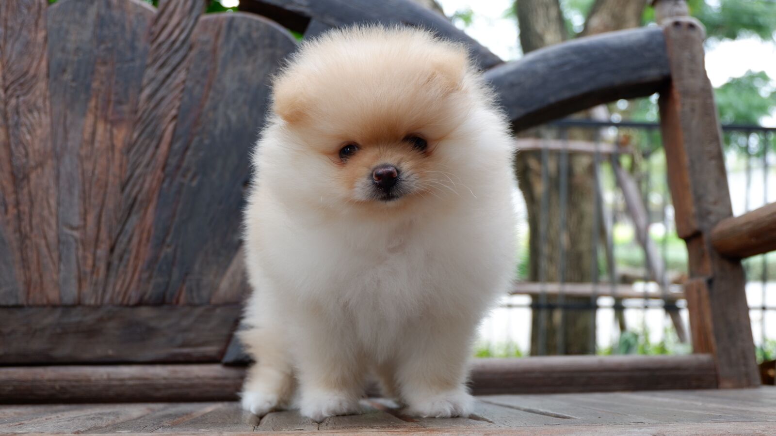 Fujifilm X-A3 + Fujifilm XC 16-50mm F3.5-5.6 OIS II sample photo. Puppy, dog, lovely photography