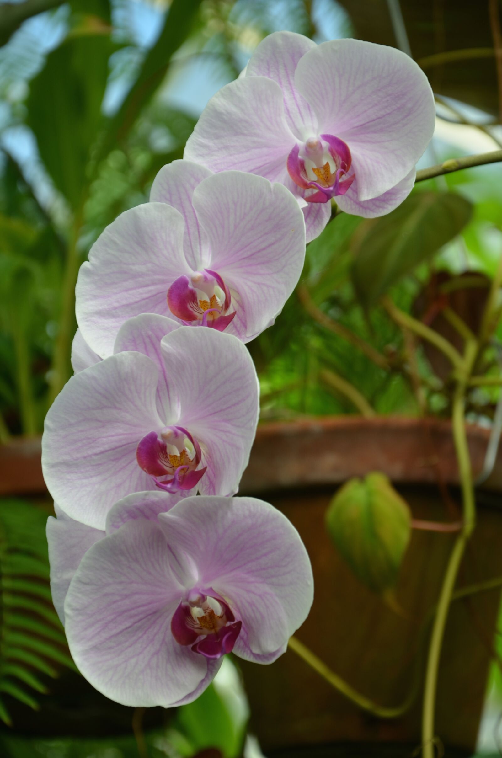 Nikon D7000 sample photo. Orchid, flower photography