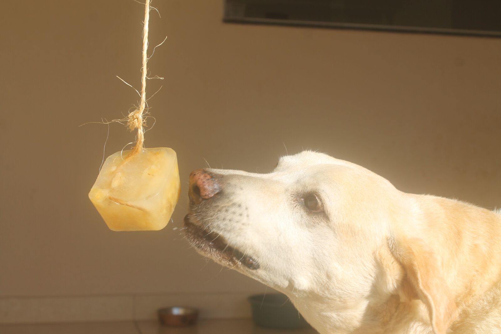 Canon EOS 1100D (EOS Rebel T3 / EOS Kiss X50) sample photo. Animals, dog, pet photography