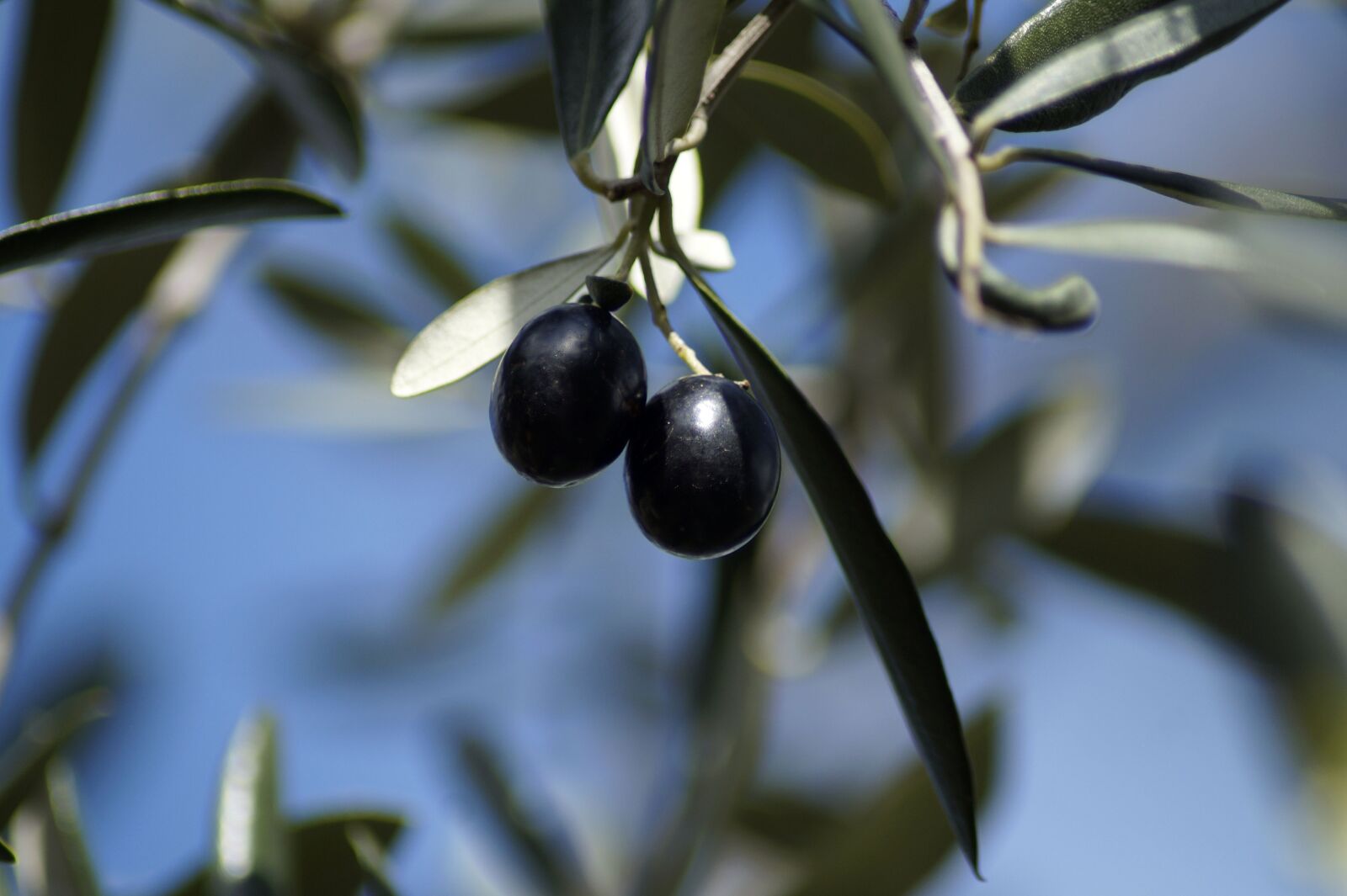 Sony SLT-A58 sample photo. Olives, olive branch, fruits photography