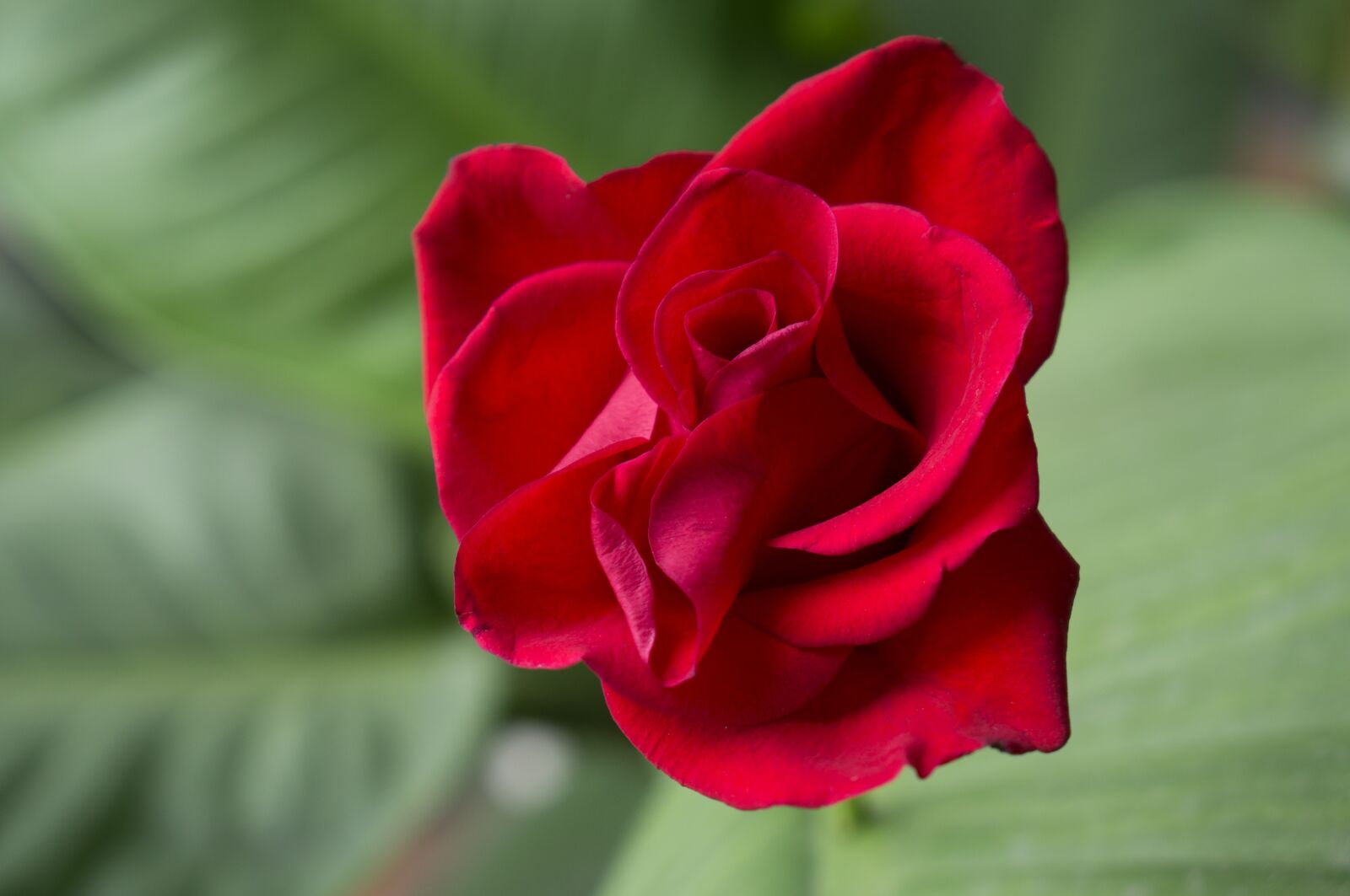 Sony Alpha NEX-F3 + Sony E 18-55mm F3.5-5.6 OSS sample photo. Emotion, roses, red rose photography