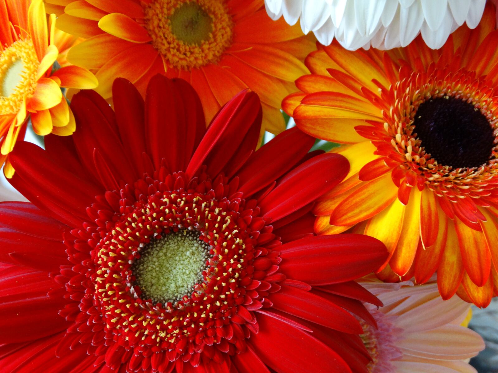 Sony Cyber-shot DSC-HX300 sample photo. Flowers, gerbera, red photography