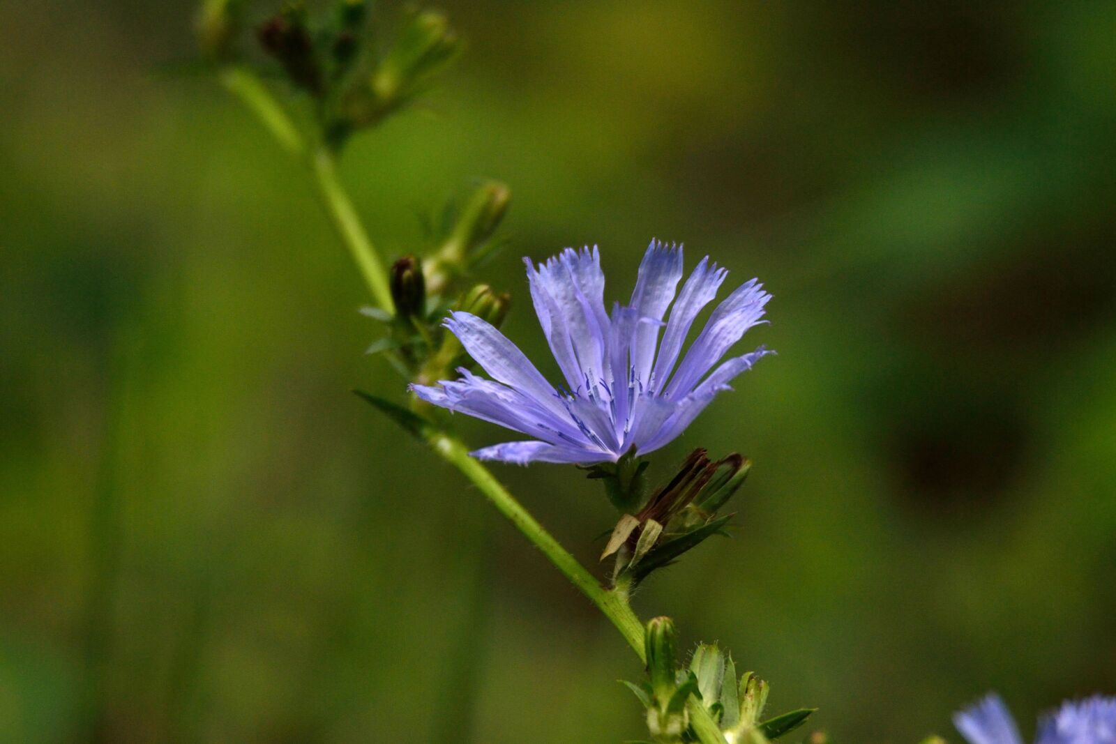 Nikon D3100 sample photo. Flower, nature, wild photography