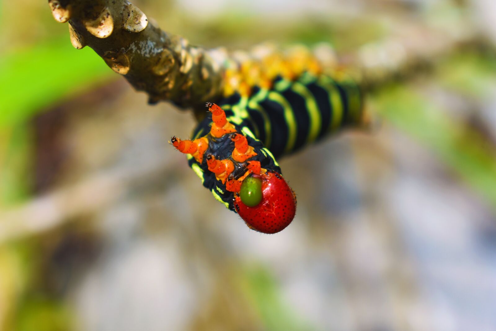 Nikon D3400 sample photo. Worm, nature, animal photography