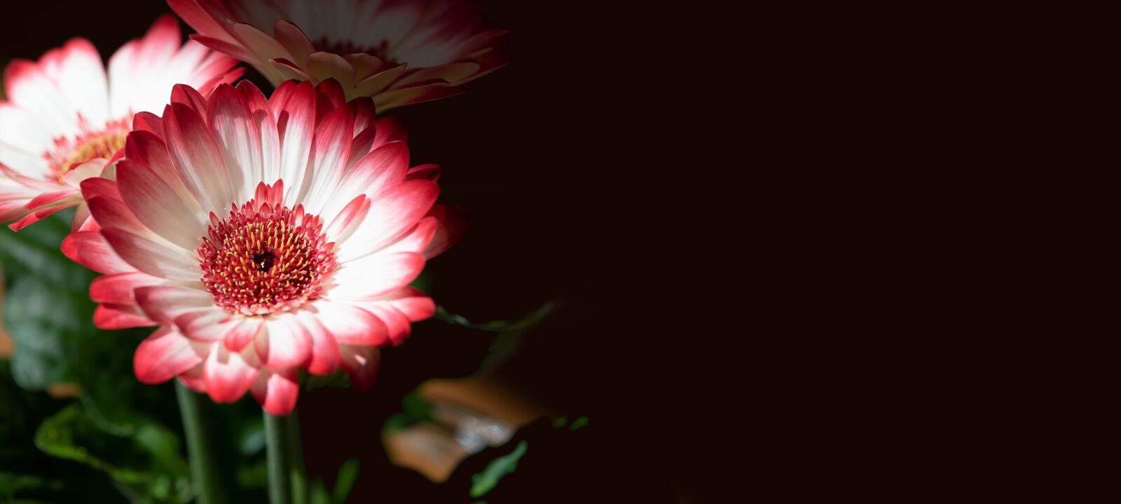 Nikon D750 sample photo. Flowers, gerbera, pink photography