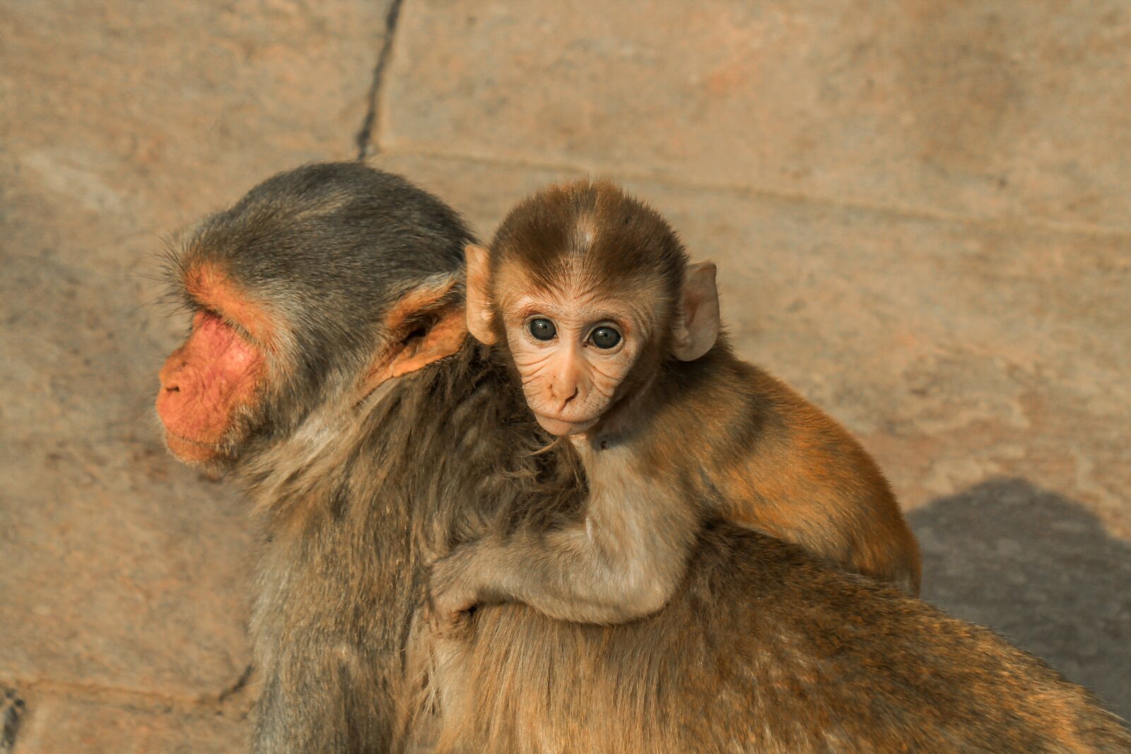Canon EOS 1100D (EOS Rebel T3 / EOS Kiss X50) sample photo. Monkeys, wild, animals photography