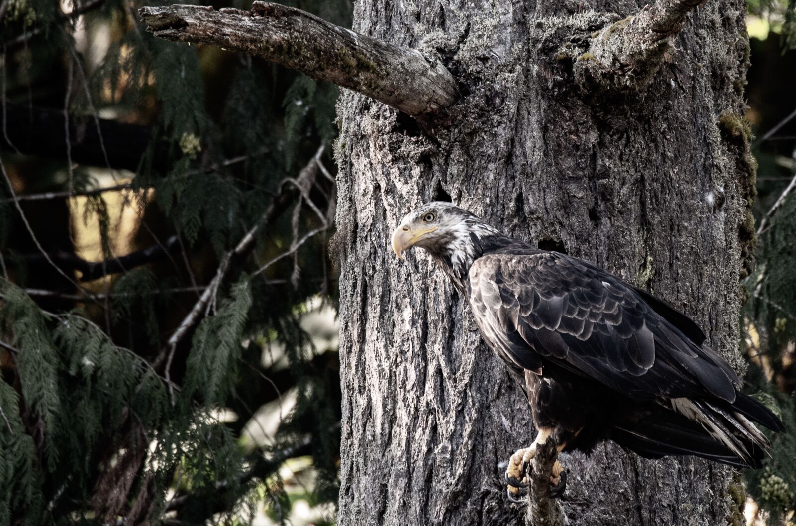 Nikon D810 sample photo. Eagle, bald eagle, bird photography