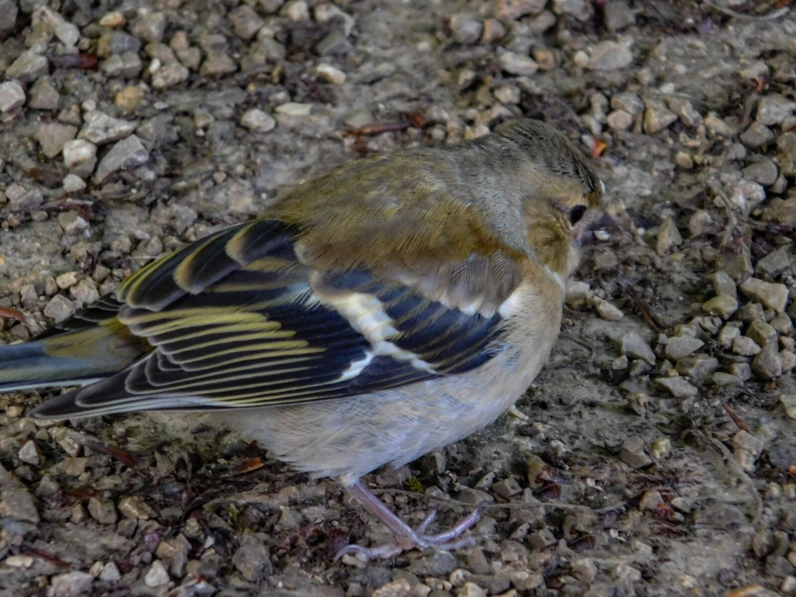 Nikon Coolpix L840 sample photo. Bird, nature, animal photography