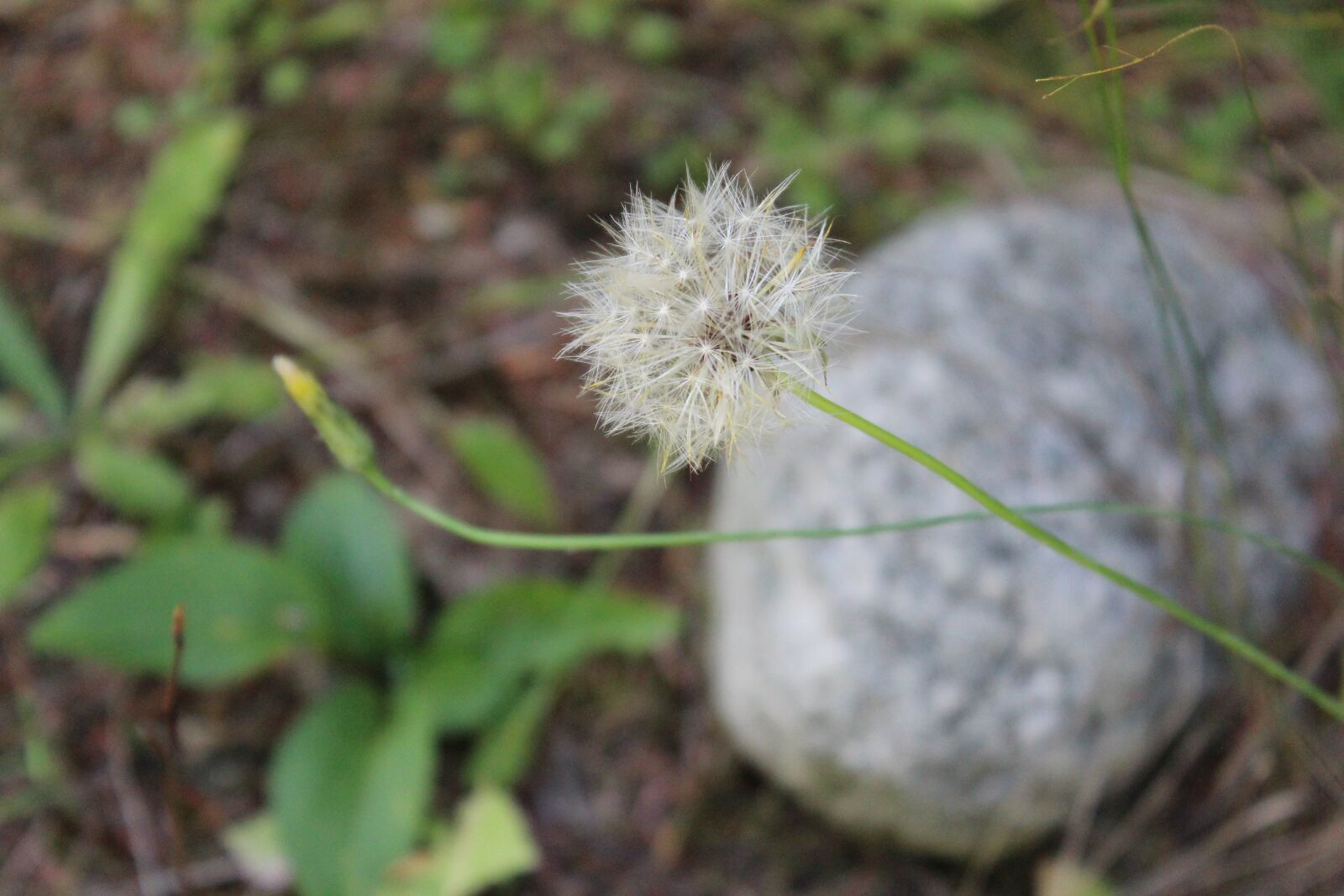 Canon EOS 1200D (EOS Rebel T5 / EOS Kiss X70 / EOS Hi) sample photo. Nature, flora, flower photography