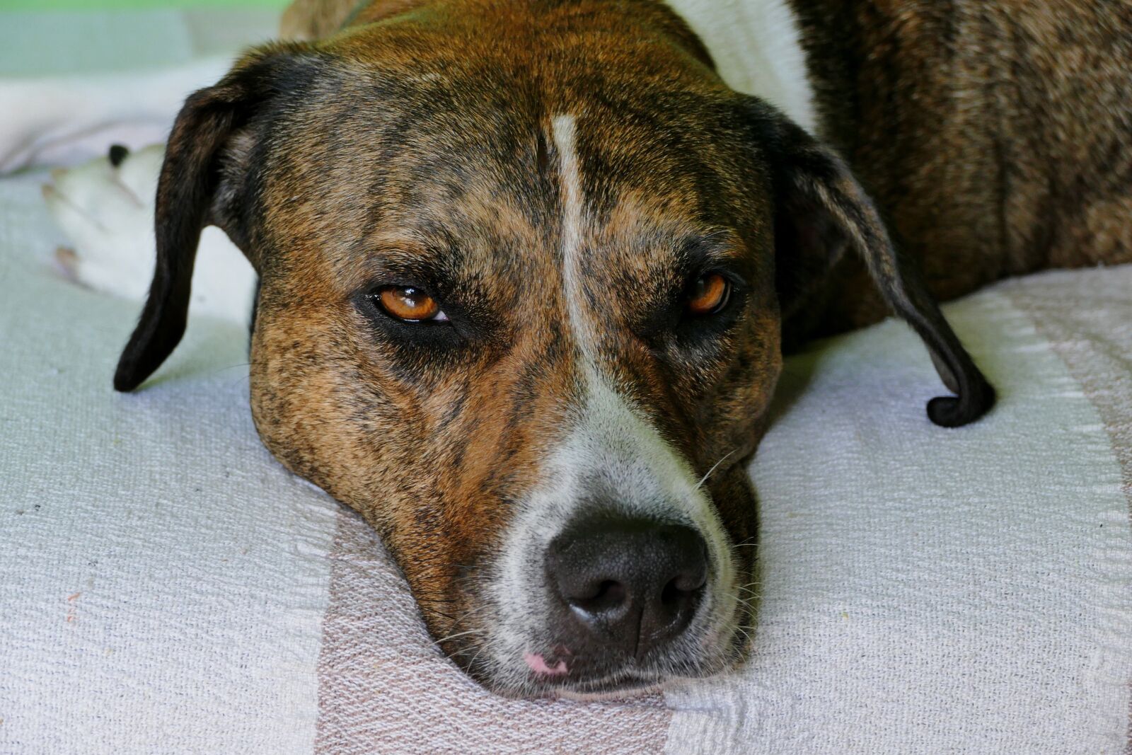 Panasonic Lumix DMC-FZ1000 sample photo. Dog, home, animal photography