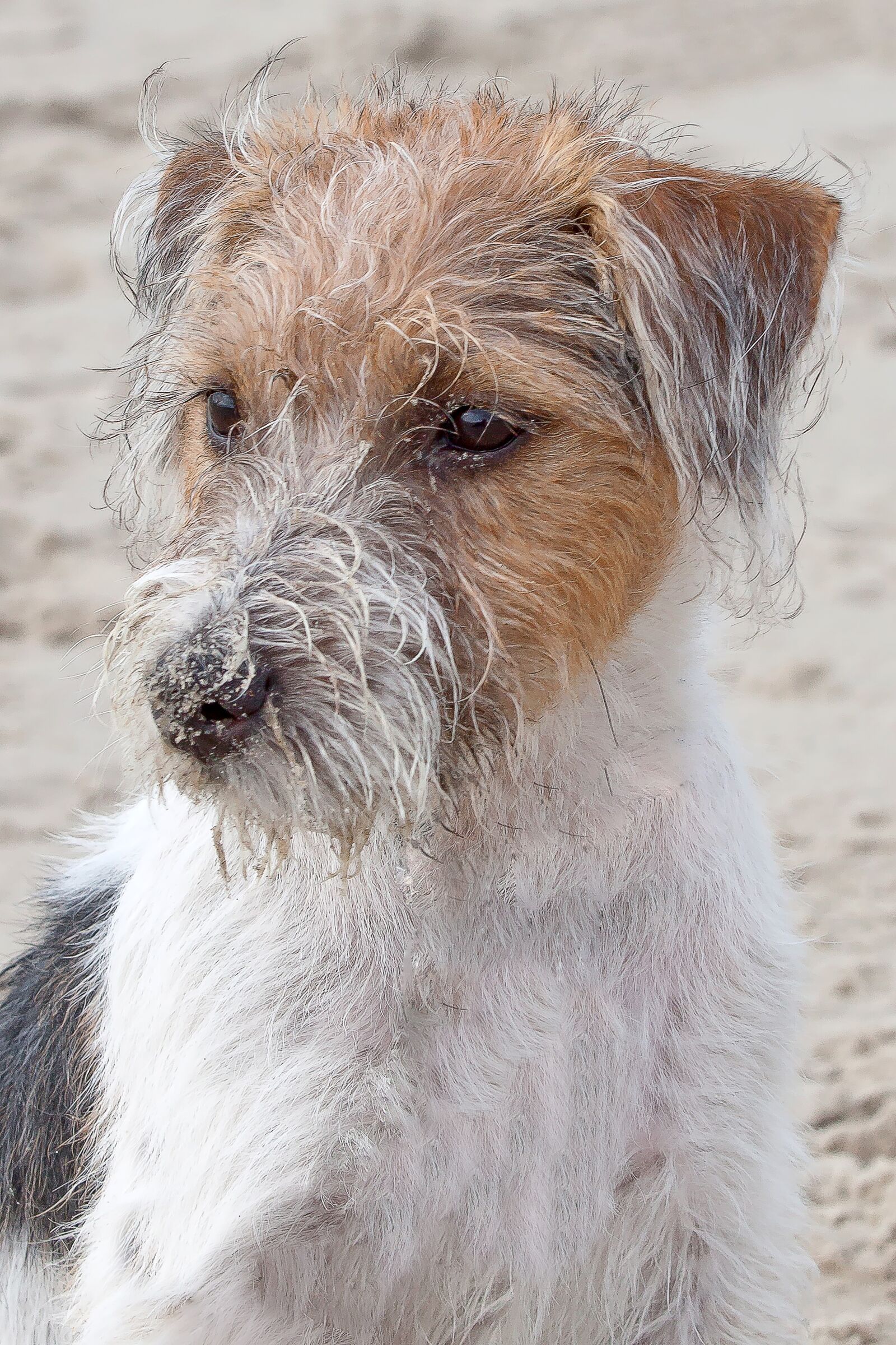 Canon EOS 50D sample photo. Dog, terrier, parson photography