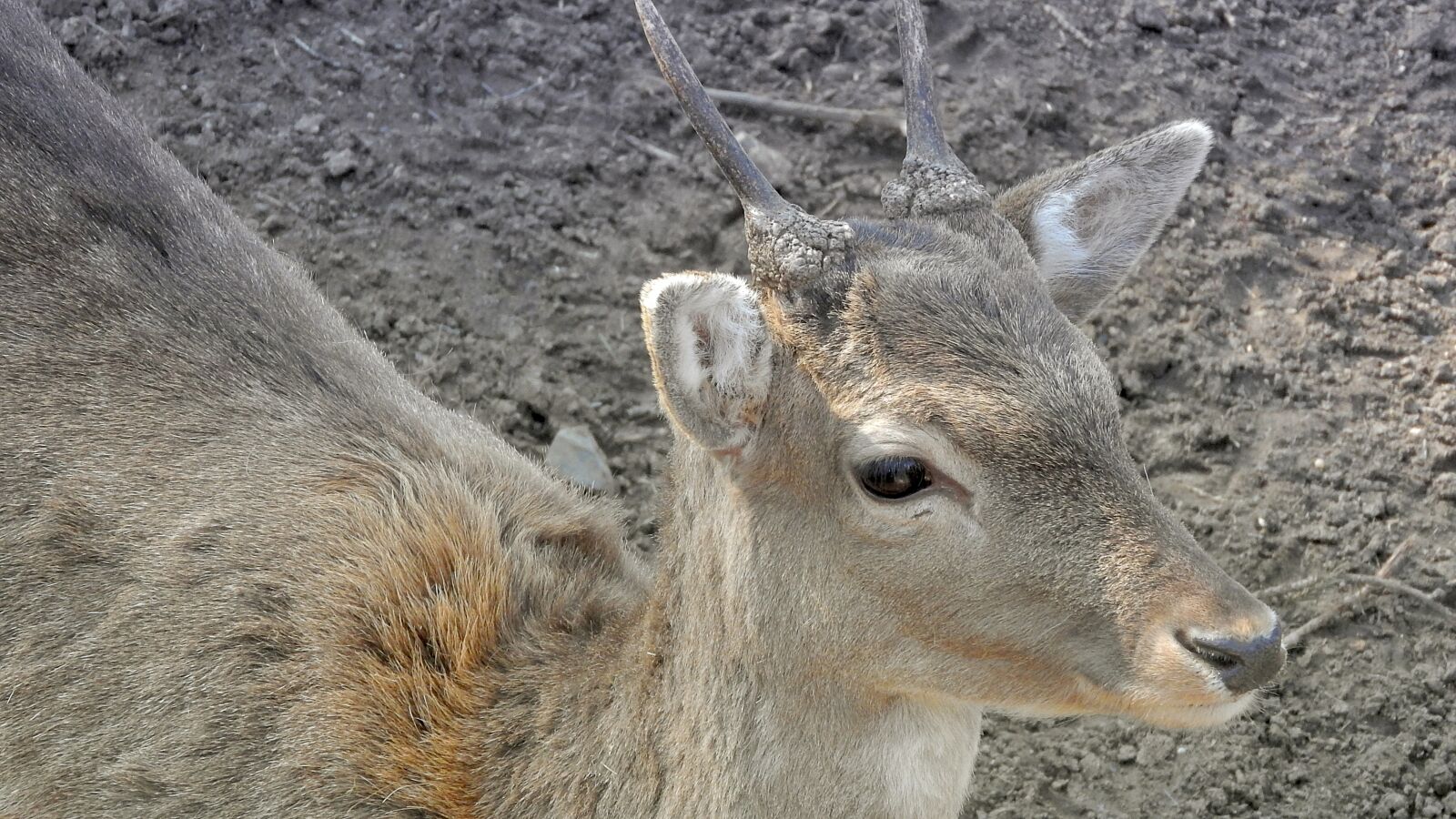 Nikon Coolpix P610 sample photo. Fallow deer, young male photography