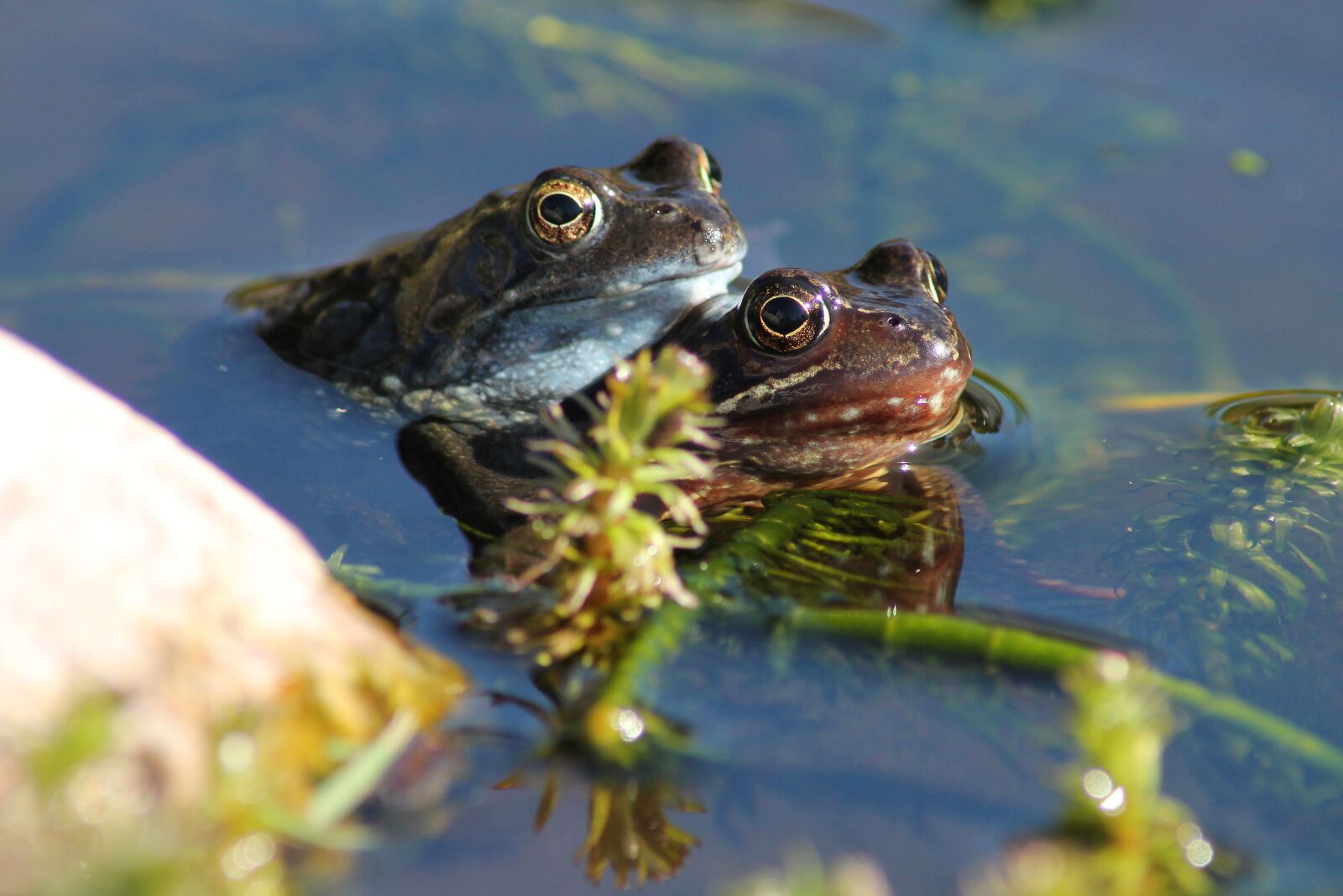 Canon EOS 1100D (EOS Rebel T3 / EOS Kiss X50) sample photo. Frogs, pairing, natural photography