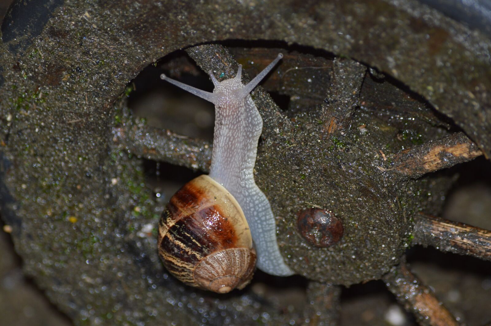 Nikon D3200 sample photo. Snail, rain, animals photography