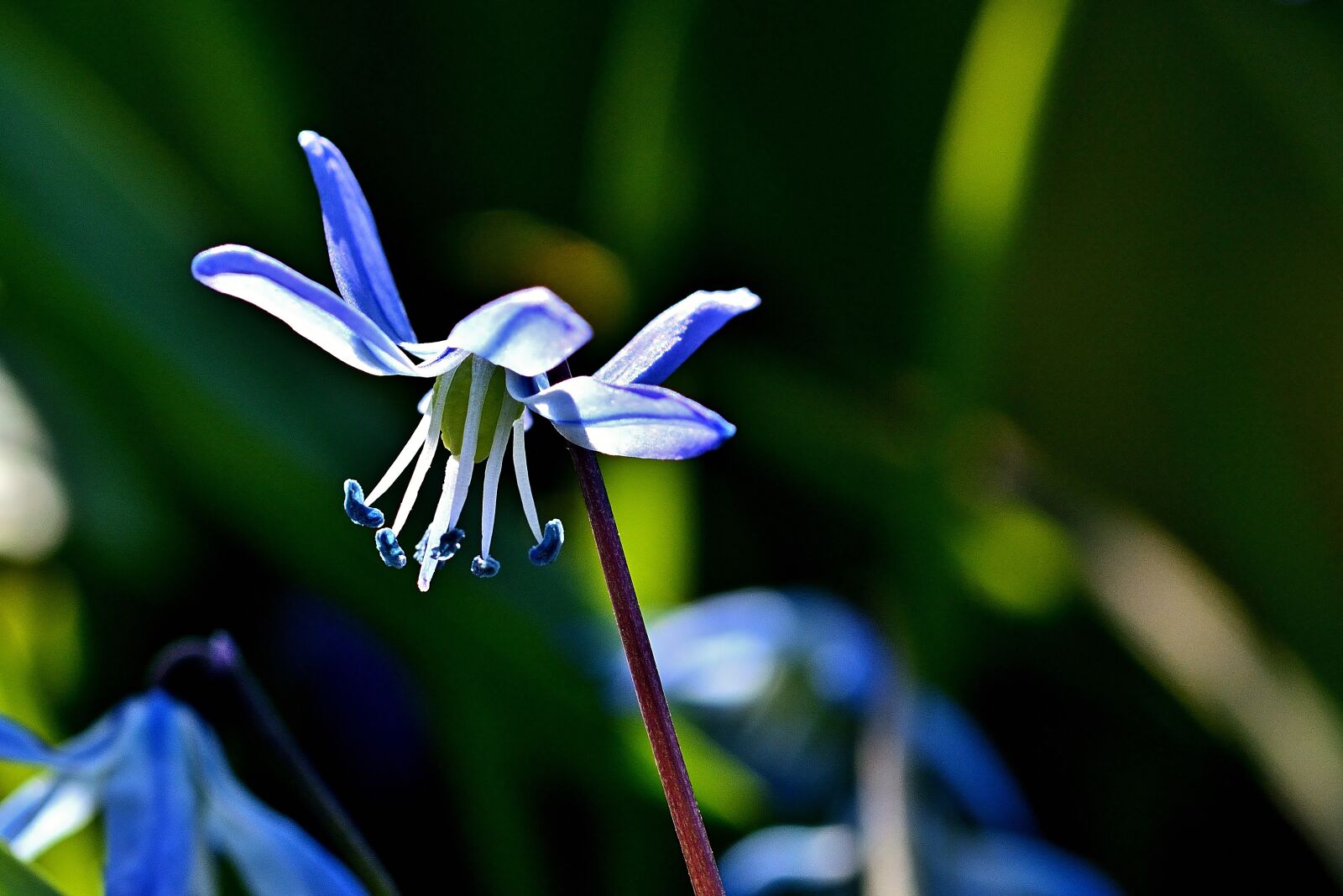 Nikon D5200 sample photo. Garden, scilla, blue photography