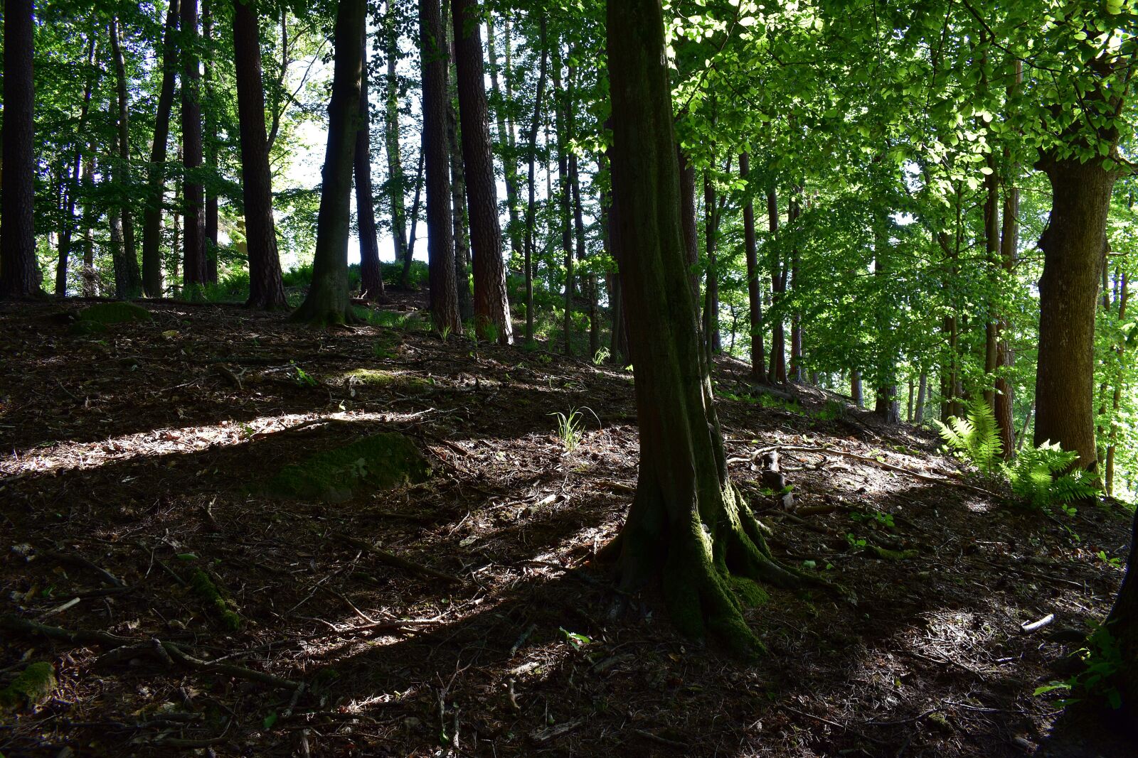 Nikon D3400 sample photo. Forest, nature, landscape photography
