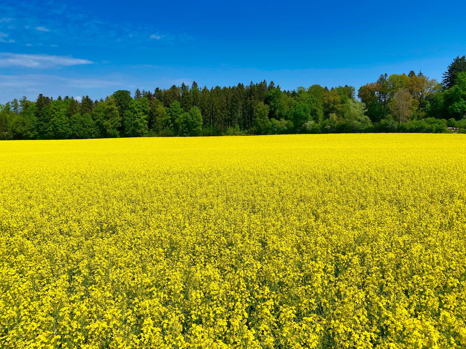 Apple iPhone 11 Pro sample photo. Field of rapeseeds, yellow photography