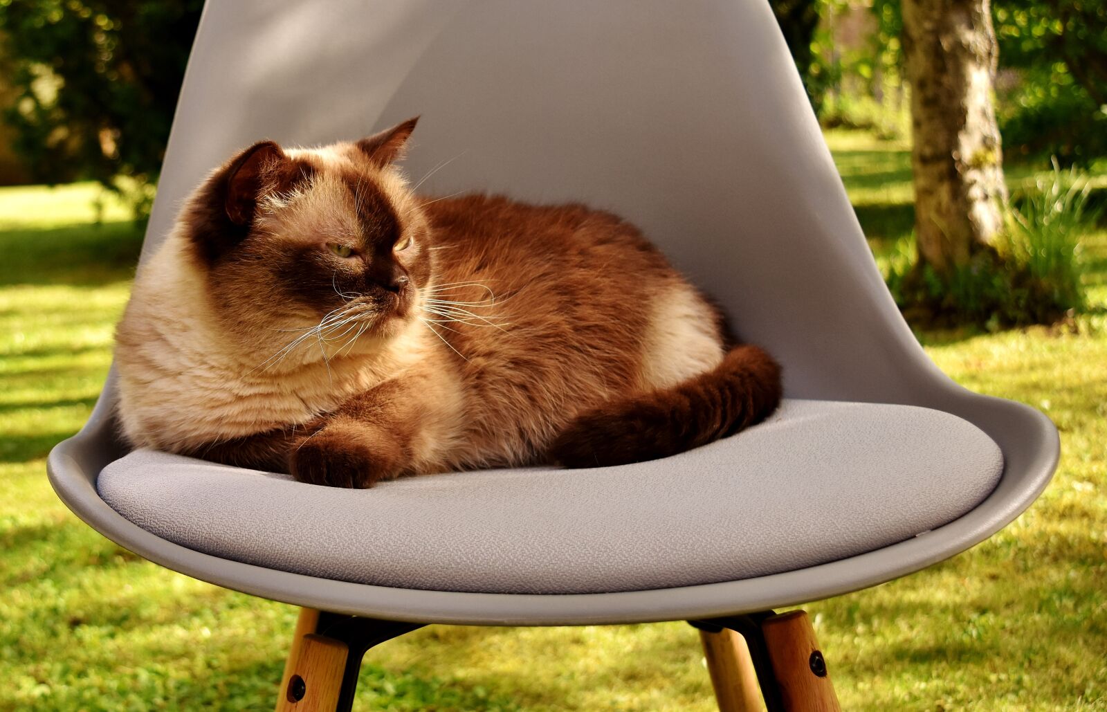 Nikon D7200 sample photo. British shorthair, cat, domestic photography