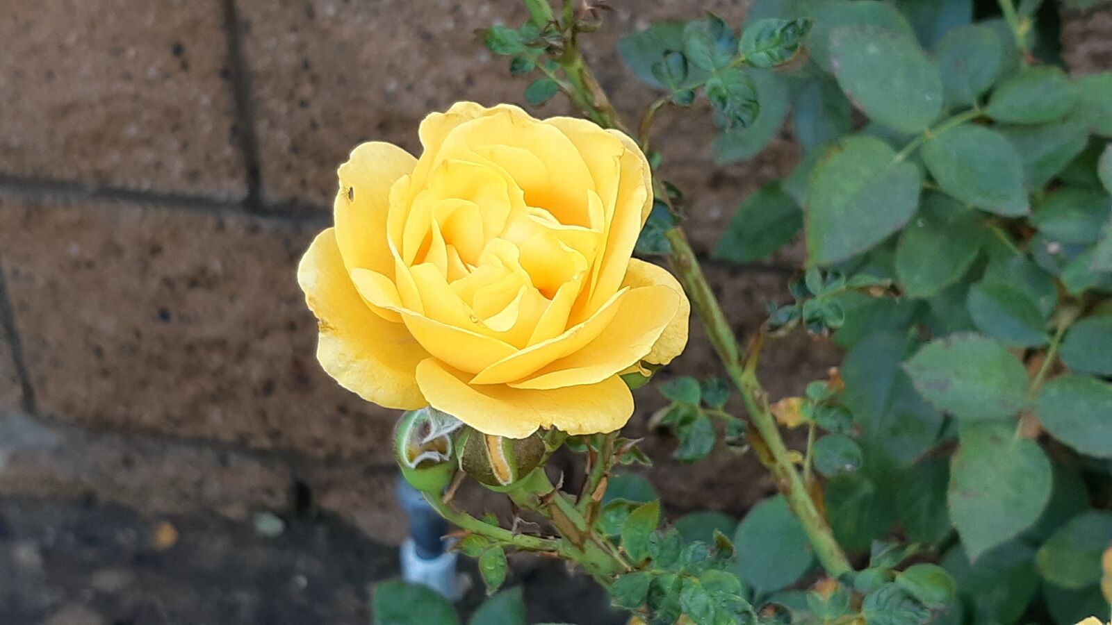 Samsung Galaxy A8(2018) sample photo. Yellow flowers, yellow roses photography